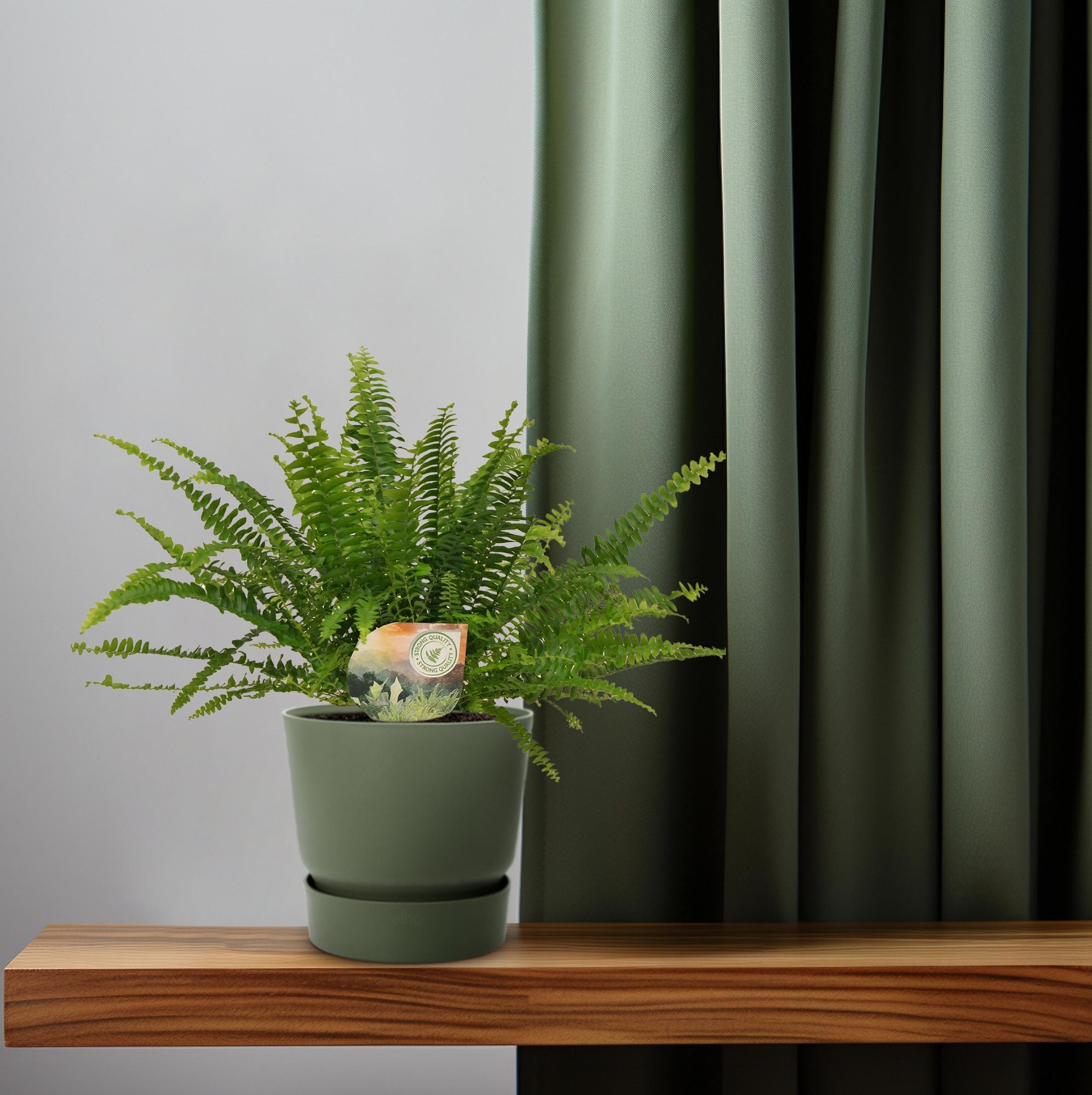 Grüner Farn „Green Lady“ (Nephrolepis) – 30–80 cm - Green Guardia - Ihr Experte für Schädlinge und Pflanzen