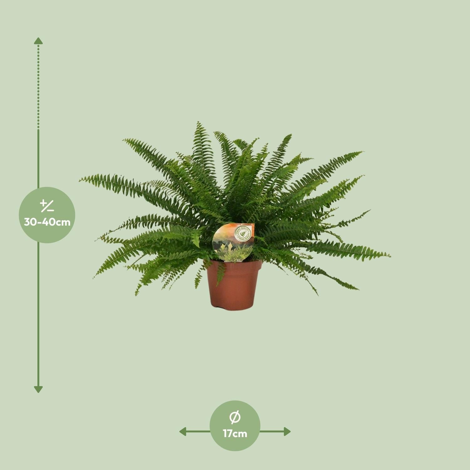 Grüner Farn „Green Lady“ (Nephrolepis) – 30–80 cm - Green Guardia - Ihr Experte für Schädlinge und Pflanzen