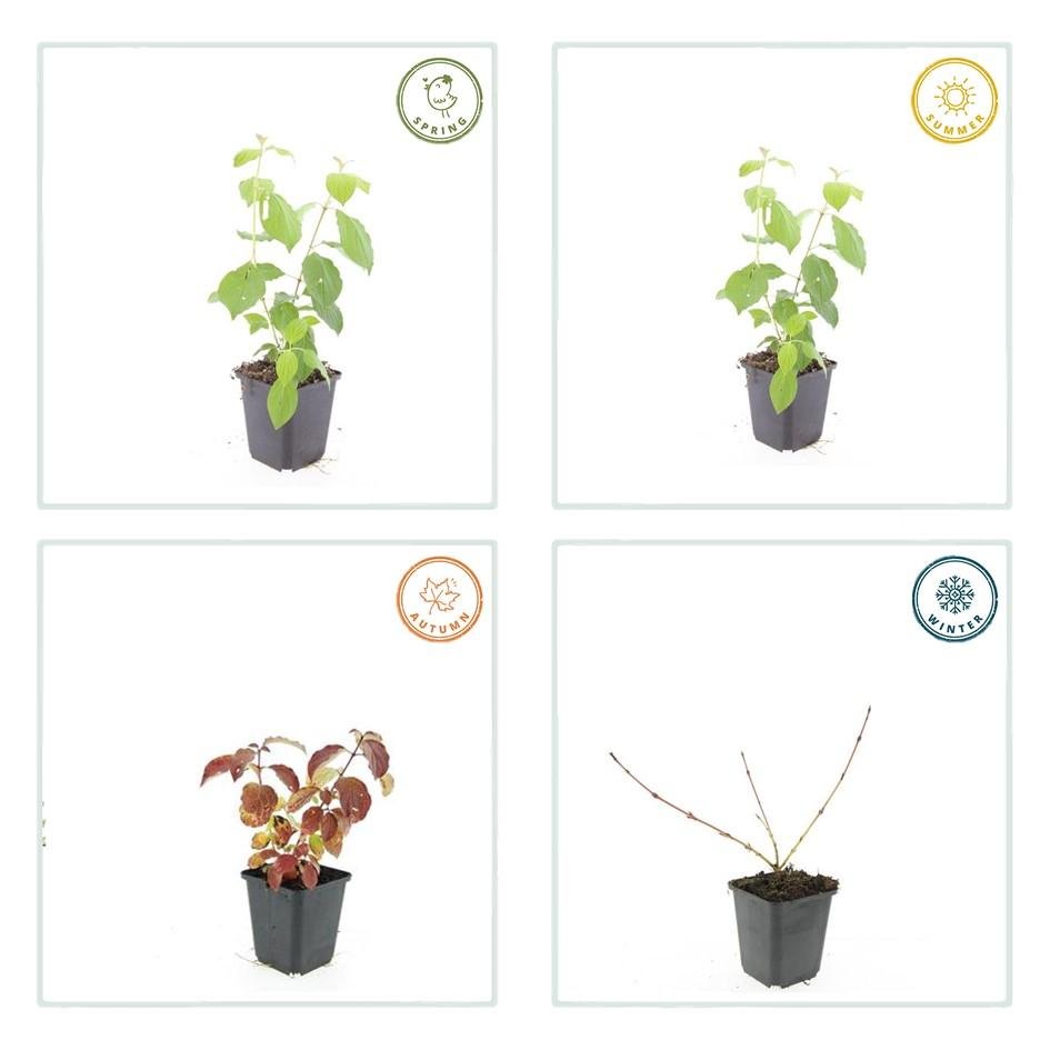 Hartriegel ‘Midwinter Fire’ – farbintensiver Zierstrauch, 9 cm Topf, 10–25 cm hoch - Green Guardia - Ihr Experte für Schädlinge und Pflanzen