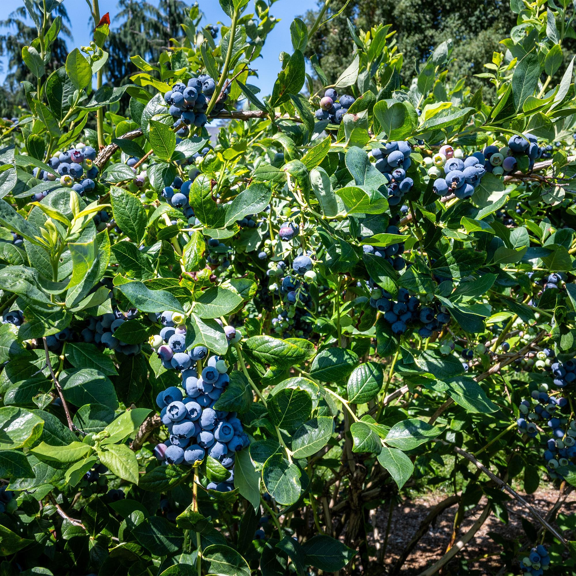 Heidelbeerstrauch ‚Goldtraube‘ – dornenlos, 2 Pflanzen à 40 cm im 11 cm Topf - Green Guardia - Ihr Experte für Schädlinge und Pflanzen