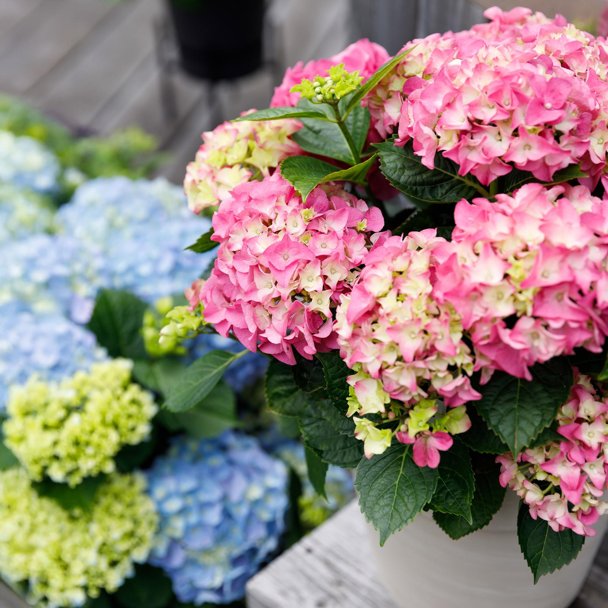 Hortensie Rosa ‘Forever & Ever’ – 7–12 Blüten, 23 cm Topf, 55 cm hoch - Green Guardia - Ihr Experte für Schädlinge und Pflanzen