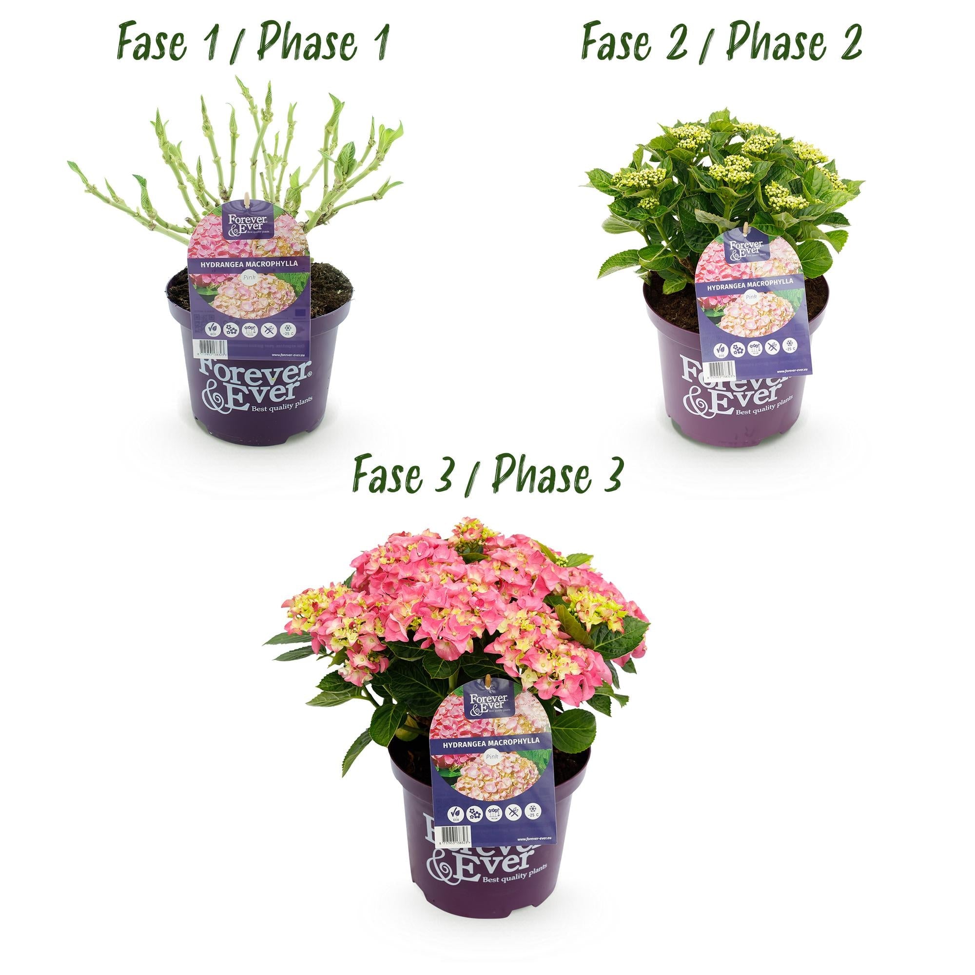 Hortensie Rosa ‘Forever & Ever’ – 7–12 Blüten, 23 cm Topf, 55 cm hoch - Green Guardia - Ihr Experte für Schädlinge und Pflanzen