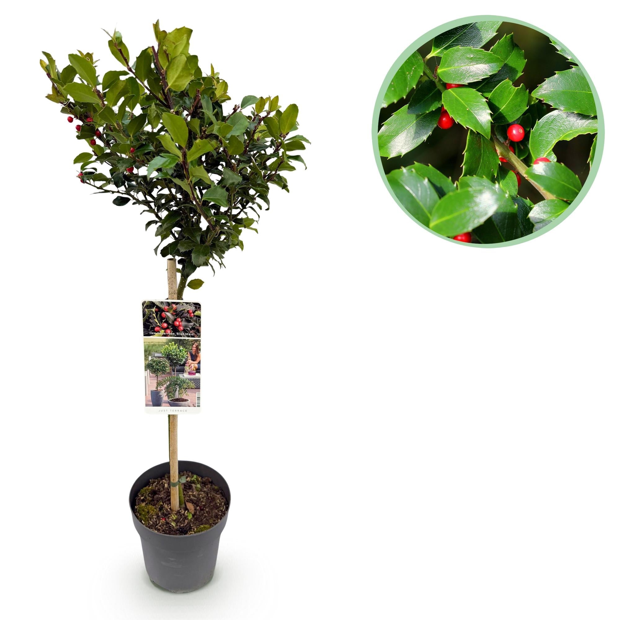 Ilex meserveae ‘Blue Maid’ – Terrassenpflanze – immergrün & winterhart – rote Beeren – 19 cm Topf, ca. 90 cm hoch - Green Guardia - Ihr Experte für Schädlinge und Pflanzen