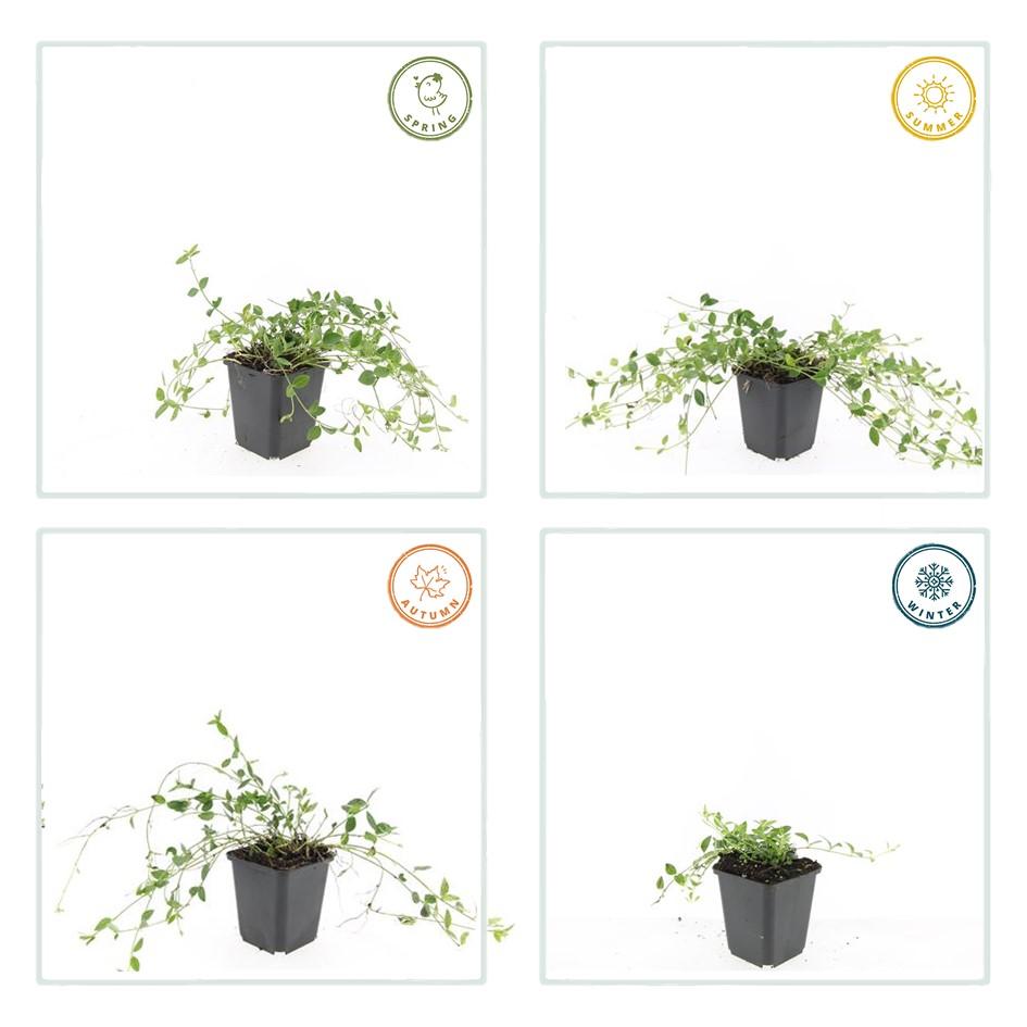 Immergrün ‘Gertrude Jekyll’ – bodendeckend, weiß blühend, 9 cm Topf, 10–25 cm - Green Guardia - Ihr Experte für Schädlinge und Pflanzen