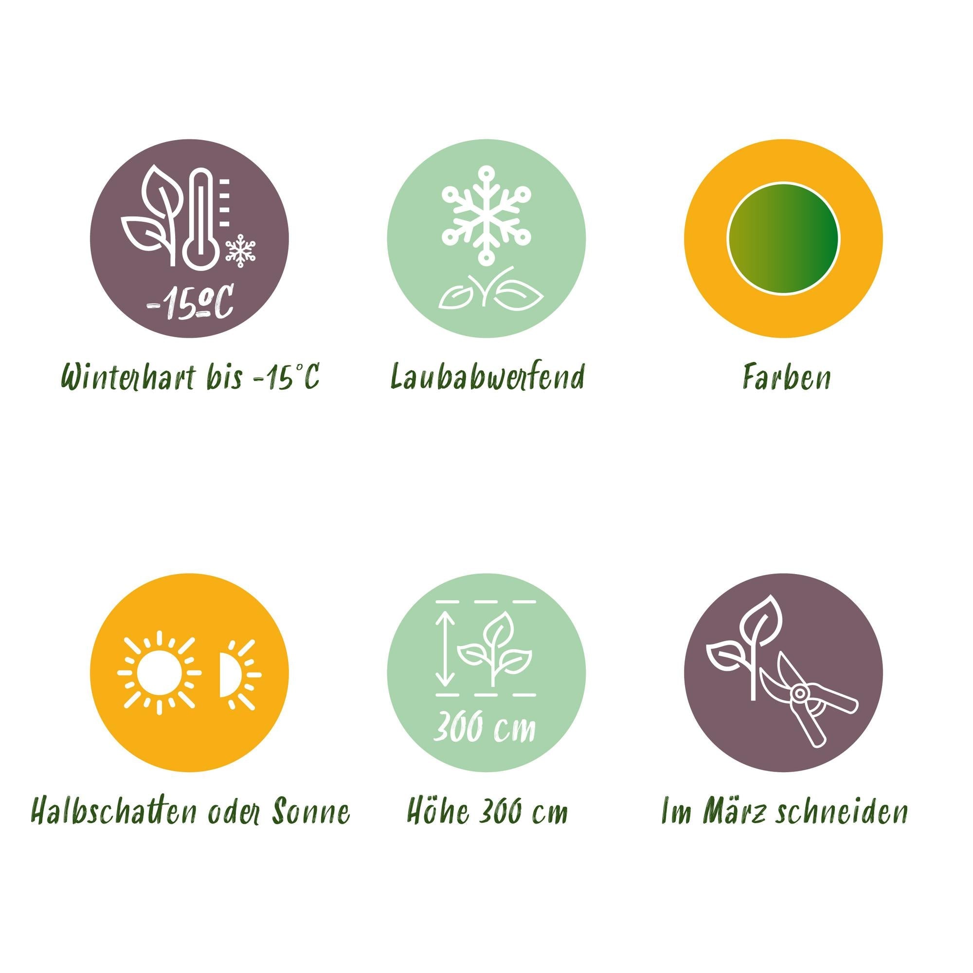 Japanischer Fächerahorn ‘Emerald Lace’ – grün, laubabwerfend, 19 cm Topf, 70 cm - Green Guardia - Ihr Experte für Schädlinge und Pflanzen