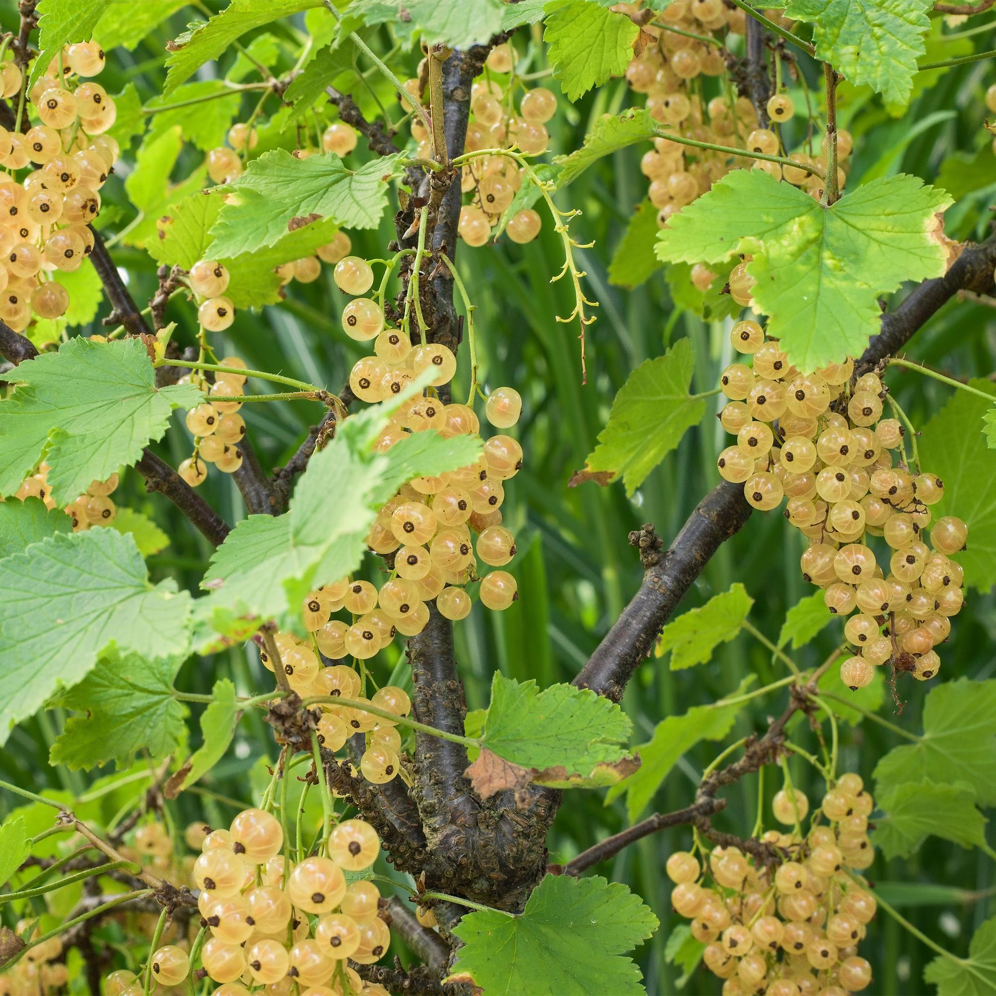 Johannisbeere „White Pearl“ – weiße Beeren, 2 Pflanzen, ca. 40 cm hoch - Green Guardia - Ihr Experte für Schädlinge und Pflanzen