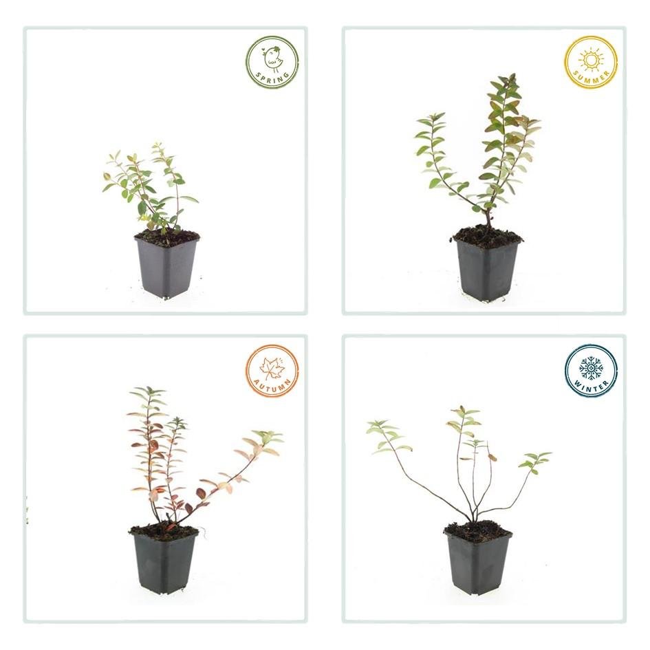 Johanniskraut ‘Peter Dummer’ – niedrig wachsend, 9 cm Topf, 10–25 cm Höhe - Green Guardia - Ihr Experte für Schädlinge und Pflanzen