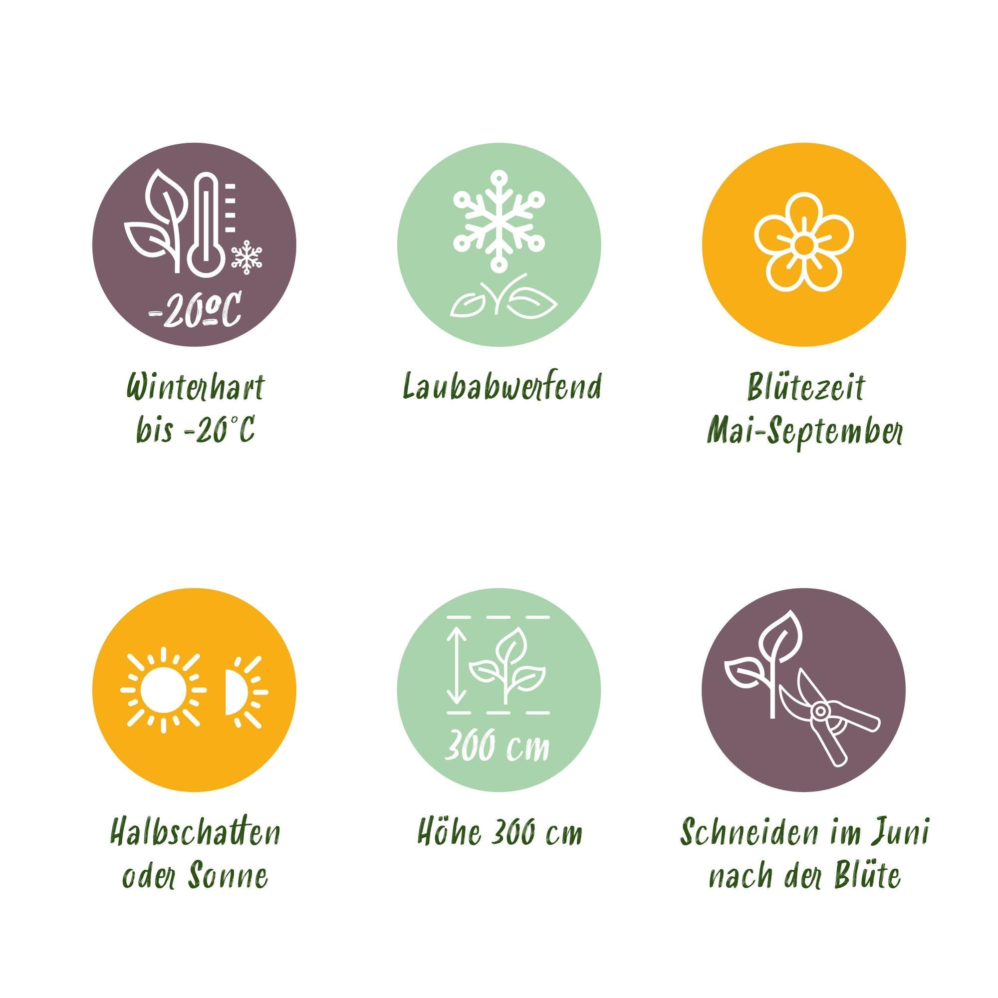 Kletterpflanze Clematis ‘Tricolour’ – Rosa - Weiß - Lila Blüte, 3 Pflanzen, 11 cm Topf, ca. 40 cm hoch - Green Guardia - Ihr Experte für Schädlinge und Pflanzen