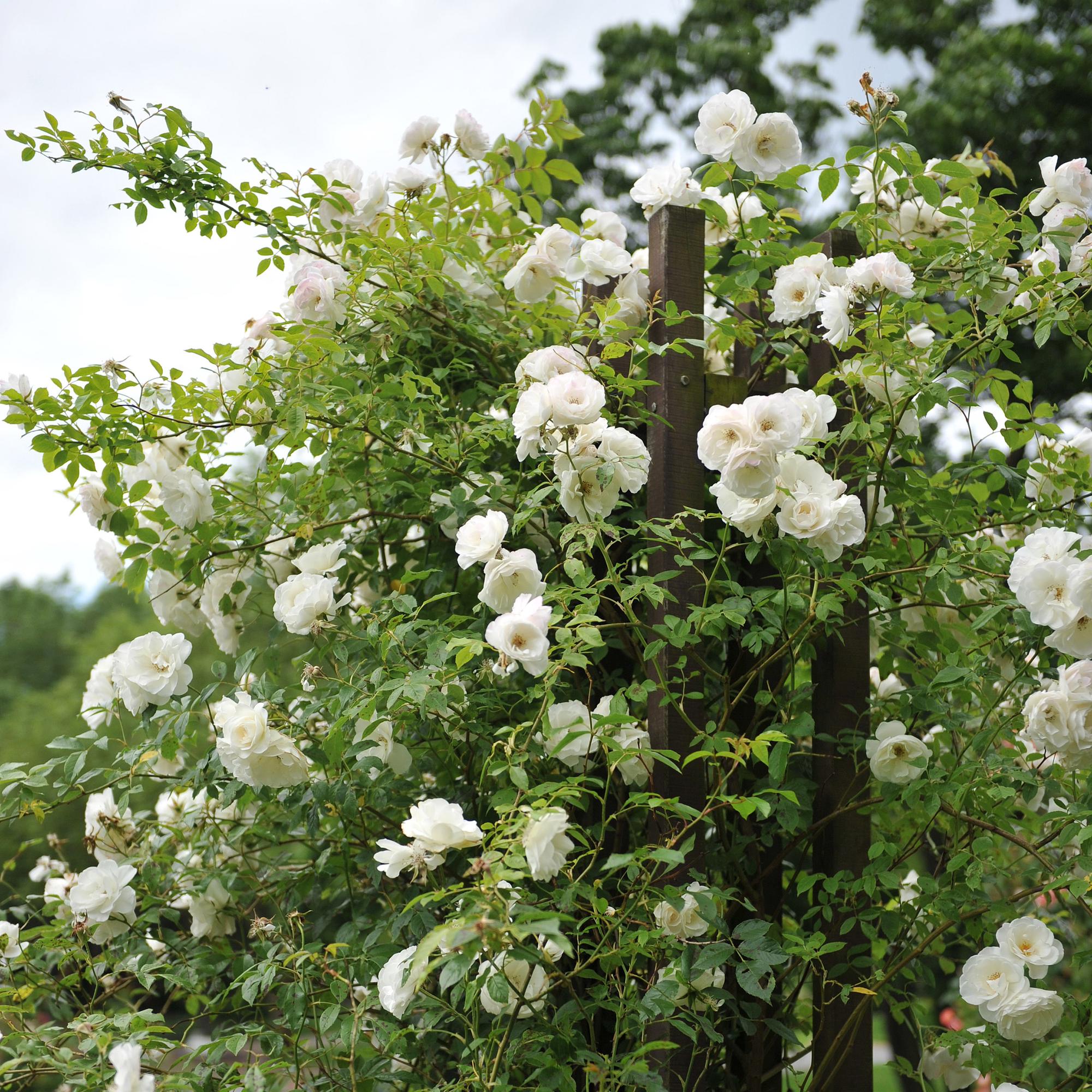 Kletterrose ‘White Climber’ – weiße Blüte, pflegeleicht, 2 Pflanzen im 11 cm Topf, 40 cm hoch - Green Guardia - Ihr Experte für Schädlinge und Pflanzen