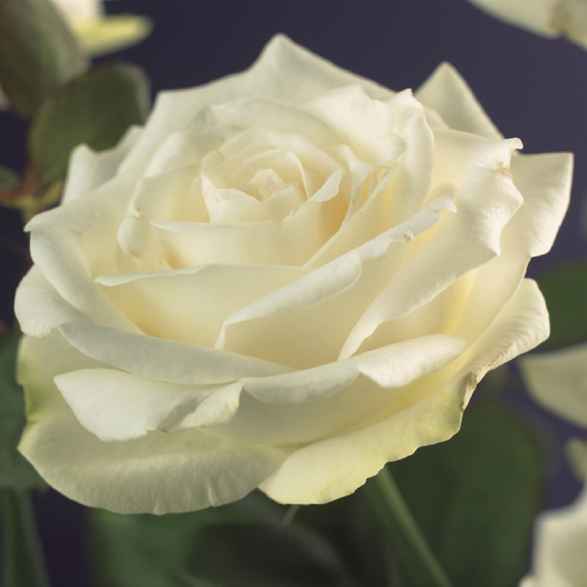 Kletterrose ‘White Climber’ – weiße Blüte, pflegeleicht, 2 Pflanzen im 11 cm Topf, 40 cm hoch - Green Guardia - Ihr Experte für Schädlinge und Pflanzen