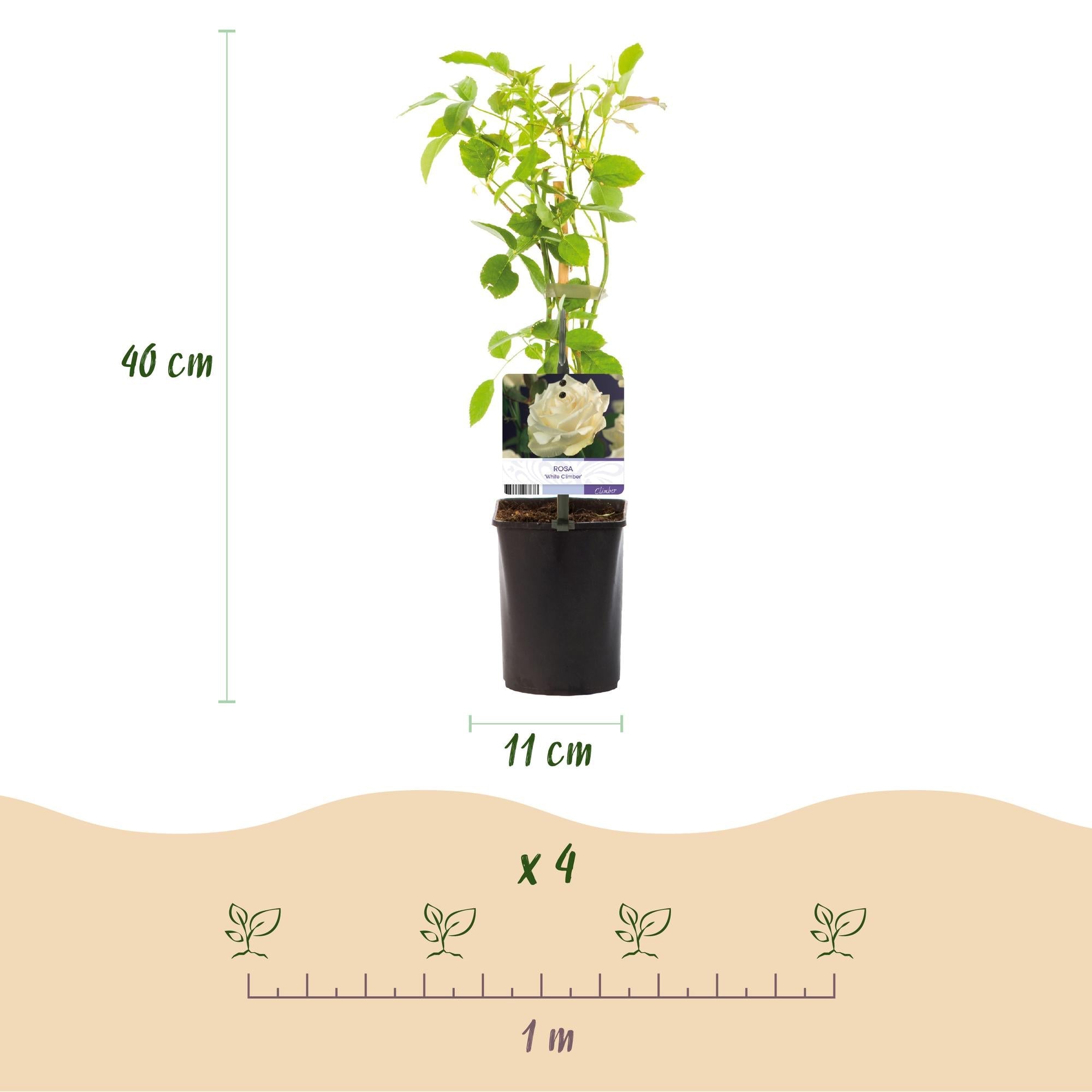 Kletterrose ‘White Climber’ – weiße Blüte, pflegeleicht, 2 Pflanzen im 11 cm Topf, 40 cm hoch - Green Guardia - Ihr Experte für Schädlinge und Pflanzen