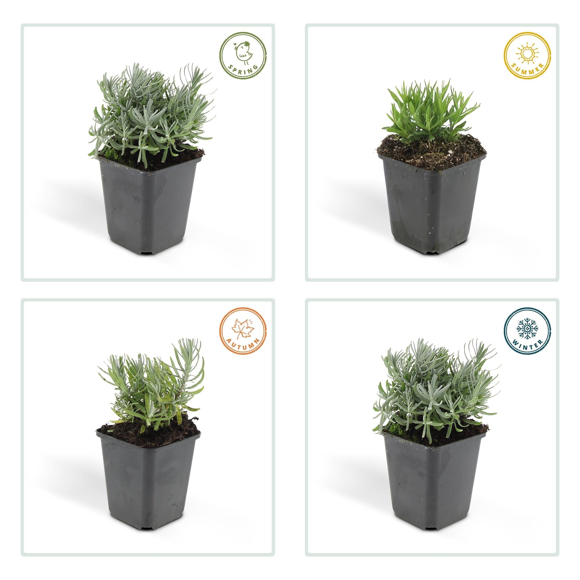 Lavandula ‘Hidcote’ – kompakter Lavendel, 9 cm Topf, 10–25 cm - Green Guardia - Ihr Experte für Schädlinge und Pflanzen