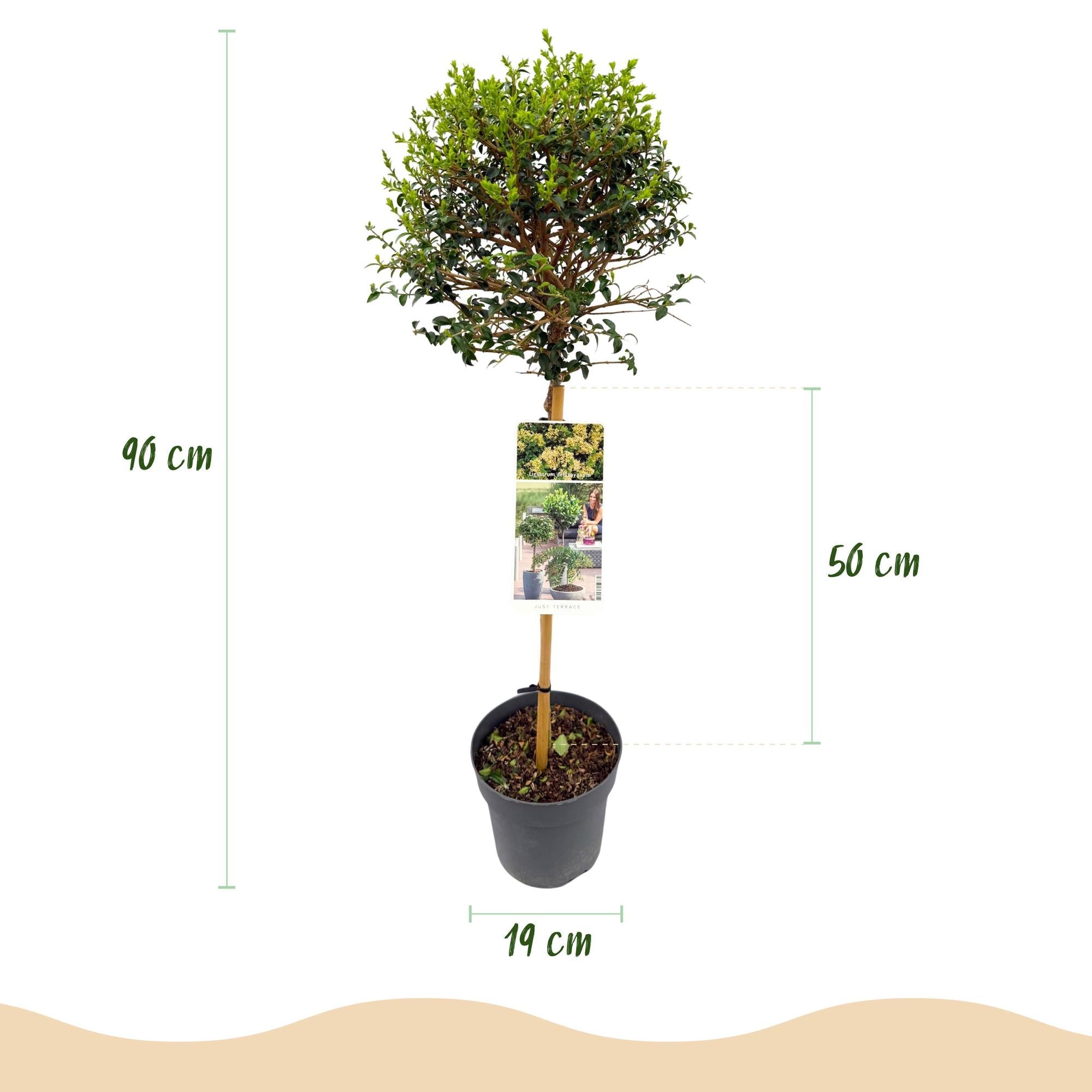 Ligustrum delavayanum – Terrassenpflanze – immergrün & winterhart – grüne Blätter – 19 cm Topf, ca. 90 cm hoch - Green Guardia - Ihr Experte für Schädlinge und Pflanzen