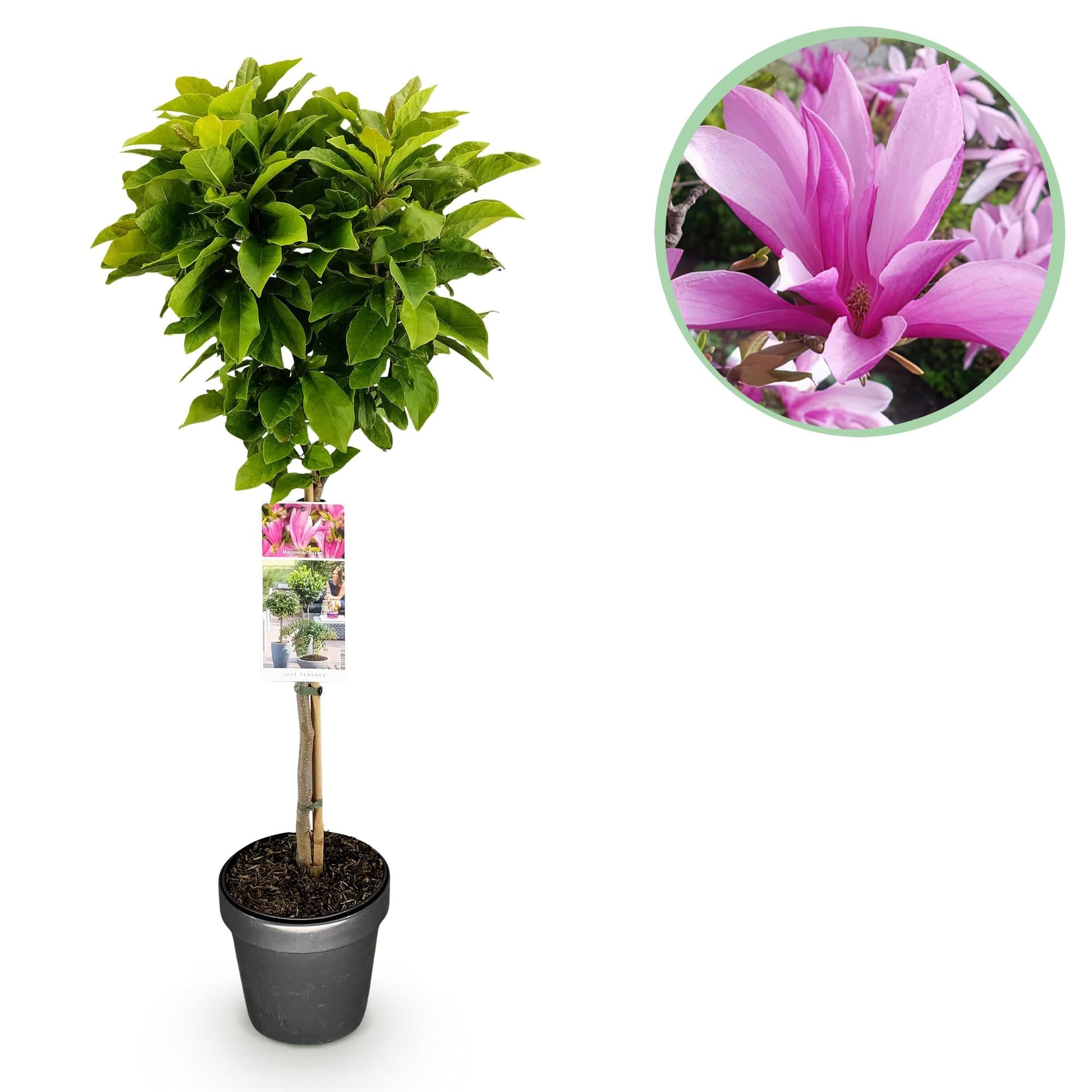 Magnolia ‚Susan‘ – Terrassenpflanze – laubabwerfend & winterhart – rosa Blüte – 19 cm Topf, ca. 90 cm hoch - Green Guardia - Ihr Experte für Schädlinge und Pflanzen