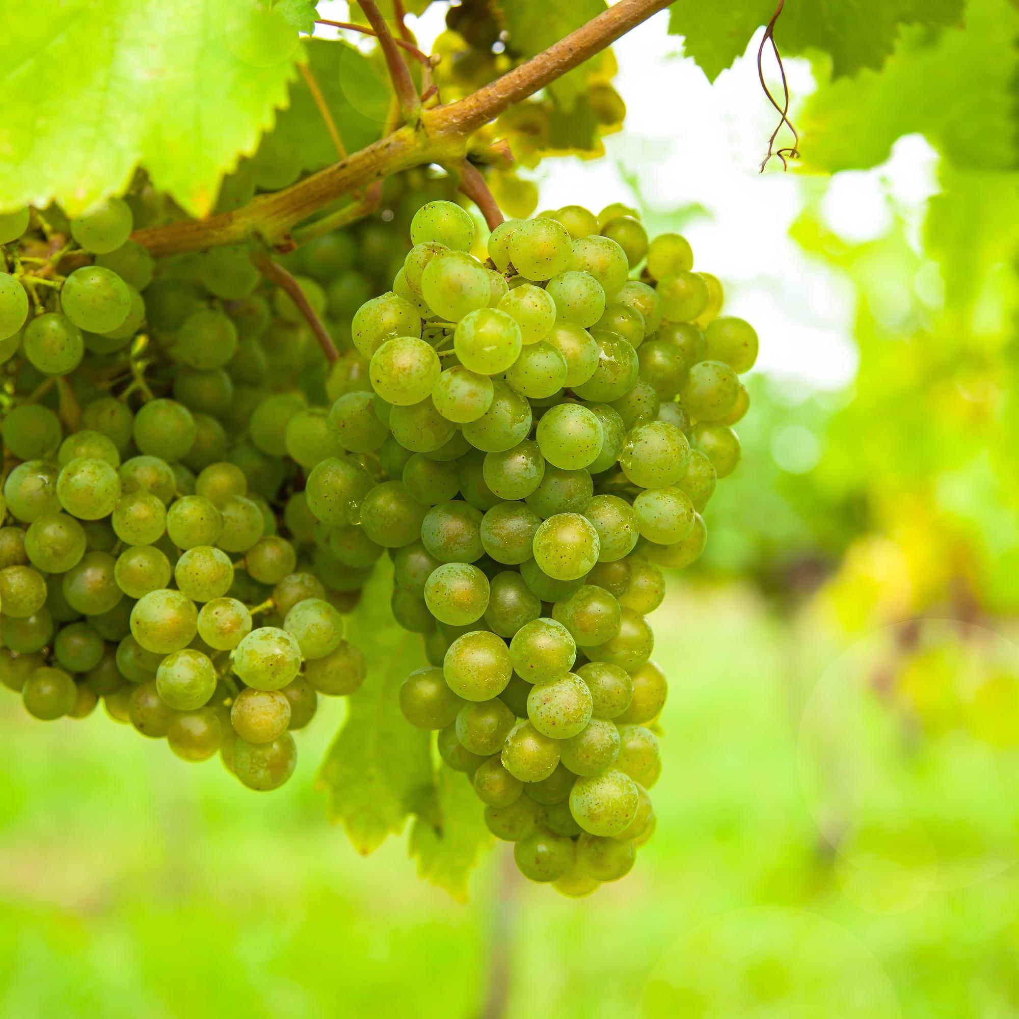 Obstpflanze Weiße Traube ‘Frühzeit von der Laan’ – 2 Pflanzen, Topf 15 cm, Höhe ca. 50 cm - Green Guardia - Ihr Experte für Schädlinge und Pflanzen