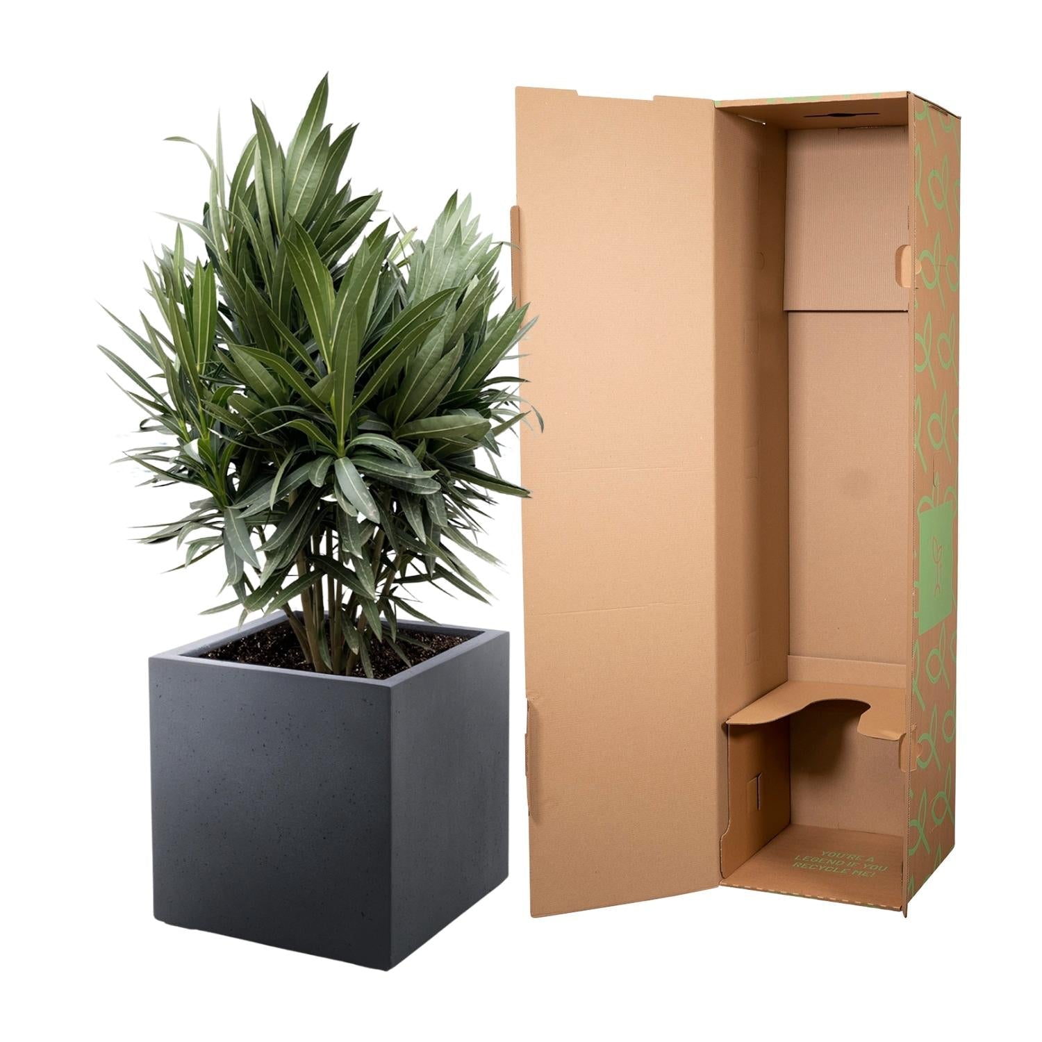 Oleander (Nerium oleander) - Ø19 - 70cm - Green Guardia - Ihr Experte für Schädlinge und Pflanzen