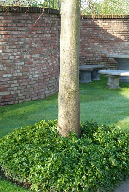 Pachysandra terminalis – immergrüner Bodendecker, 10–25 cm hoch - Green Guardia - Ihr Experte für Schädlinge und Pflanzen