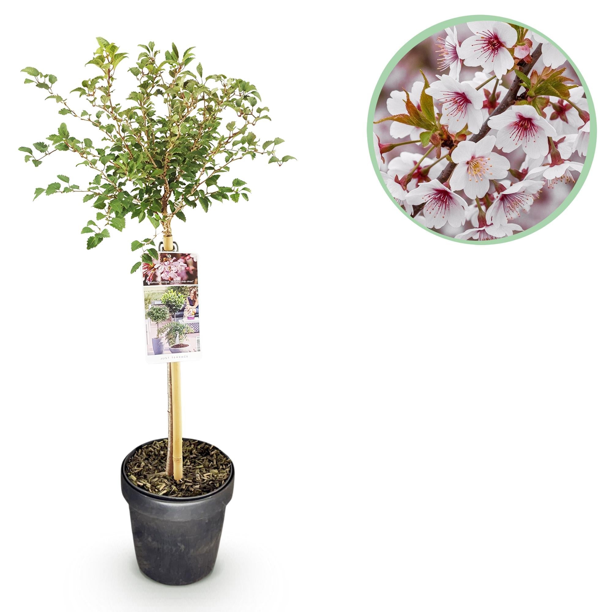 Prunus incisa ‚Koujou - no - mai‘ – Terrassenpflanze – laubabwerfend & winterhart – weiße Blüte – 19 cm Topf, ca. 90 cm hoch - Green Guardia - Ihr Experte für Schädlinge und Pflanzen