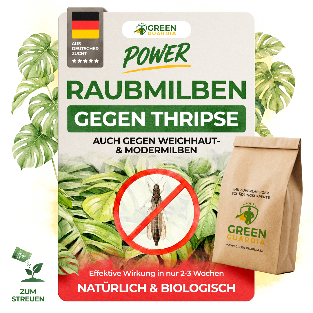 Raubmilben gegen Thripse