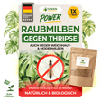 Acariens prédateurs contre les thrips – produit en vrac 