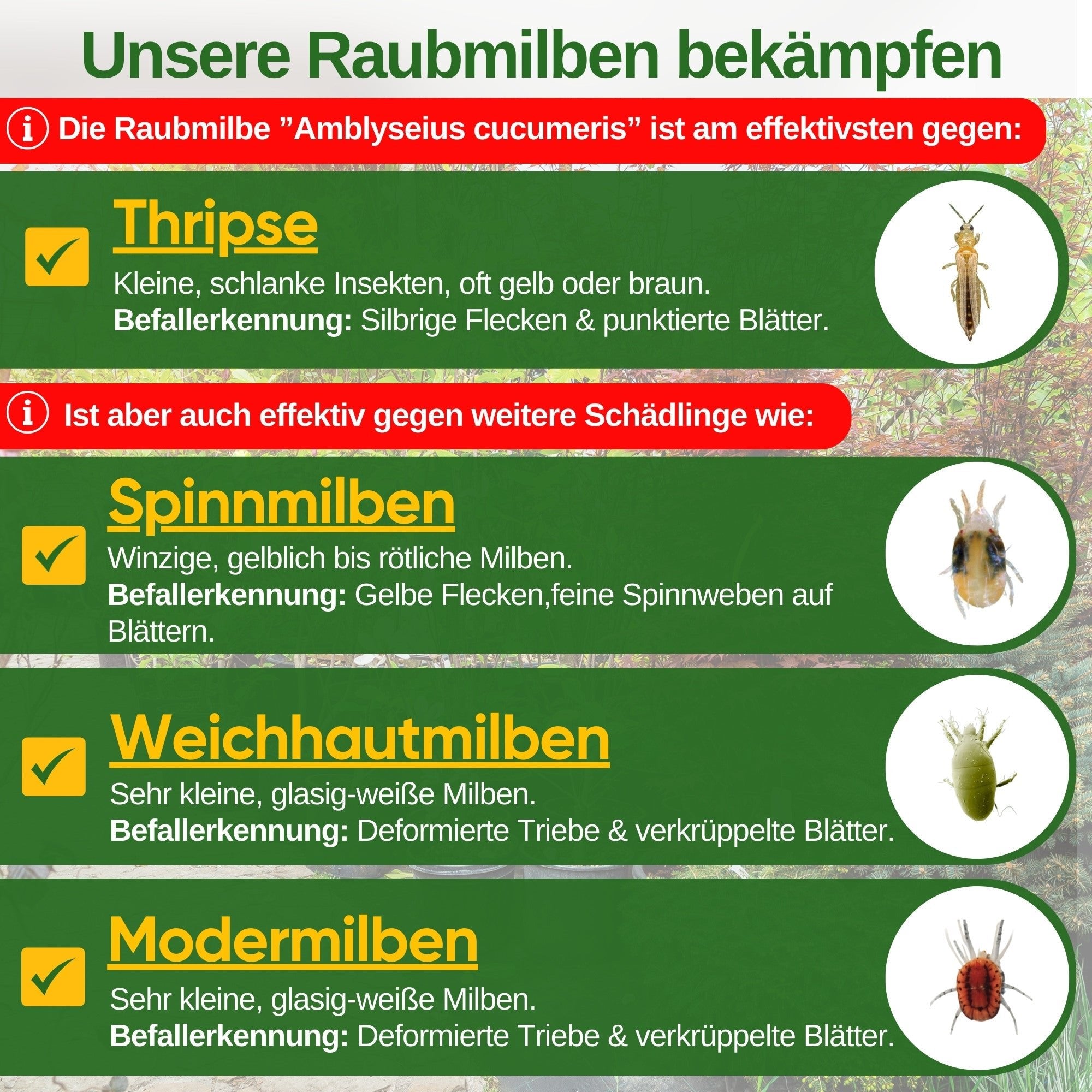Raubmilben gegen Thripse – Streuware - Green Guardia - Ihr Experte für Schädlinge und Pflanzen