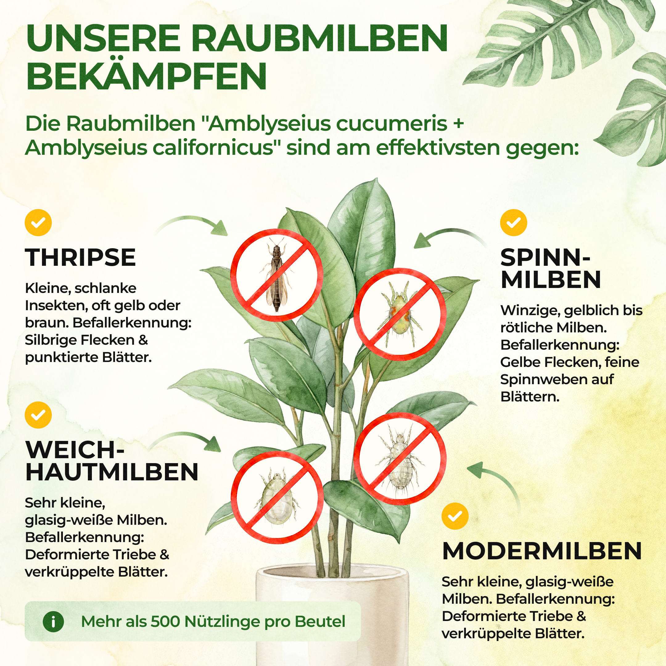 Mélange d'acariens prédateurs contre les thrips et les tétranyques à suspendre ou à disperser 