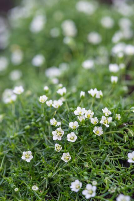 Sagina subulata – immergrünes Polsterkraut, 9 cm Topf, 10–25 cm hoch - Green Guardia - Ihr Experte für Schädlinge und Pflanzen
