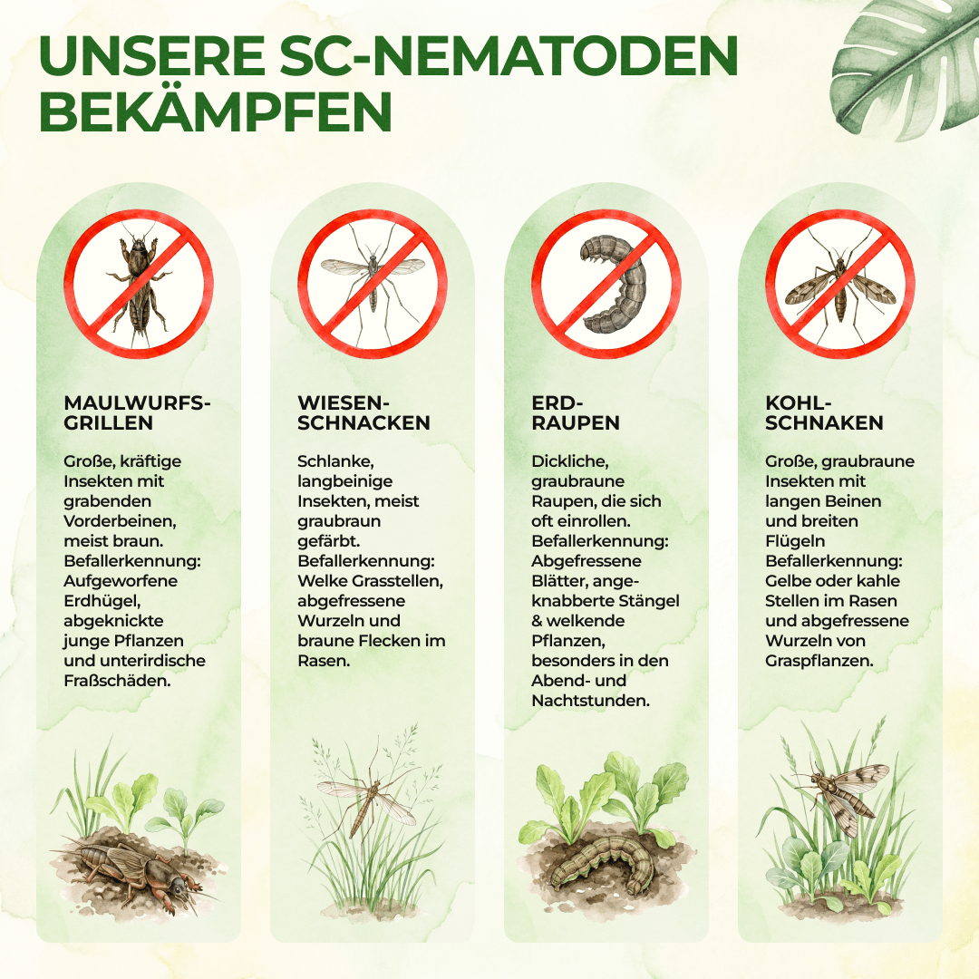 SC - Nematoden gegen Maulwurfsgrillen, Wiesenschnaken und Erdraupen - Green Guardia - Ihr Experte für Schädlinge und Pflanzen