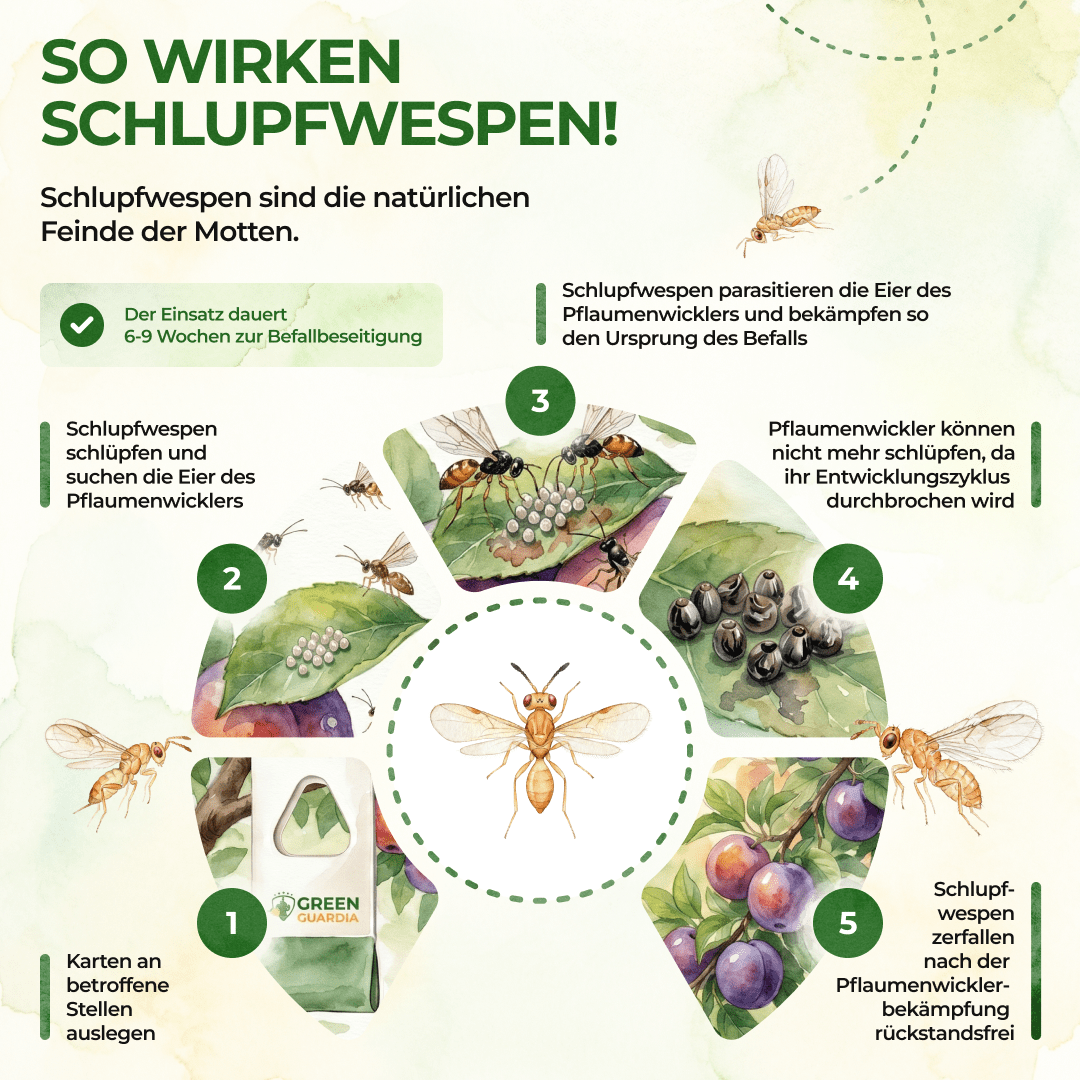 Schlupfwespen gegen Pflaumenwickler - Green Guardia - Ihr Experte für Schädlinge und Pflanzen