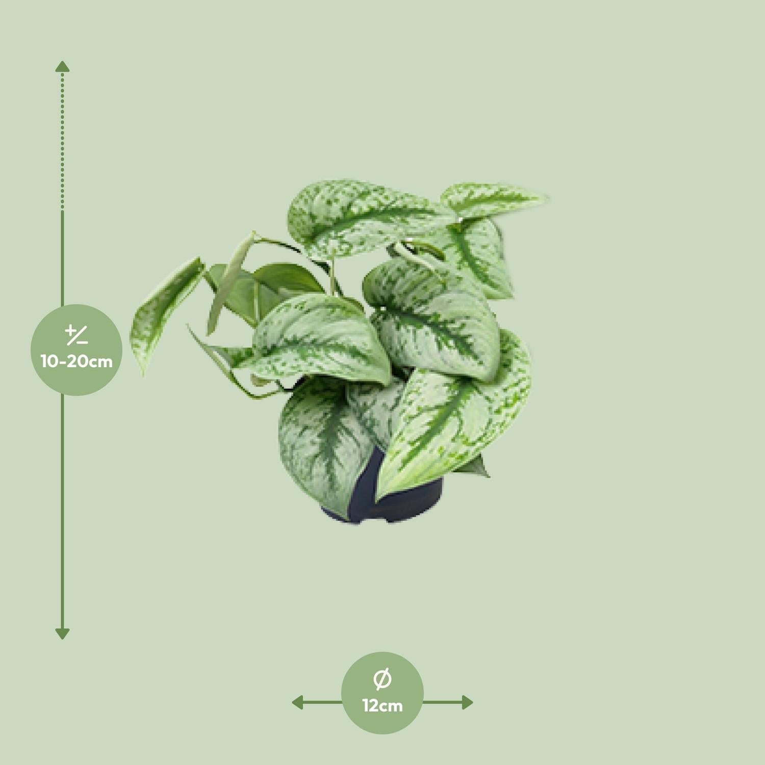 Scindapsus Pictus ‘Trebie’ – Gefleckte Efeutute - 15 - 25 cm - Green Guardia - Ihr Experte für Schädlinge und Pflanzen