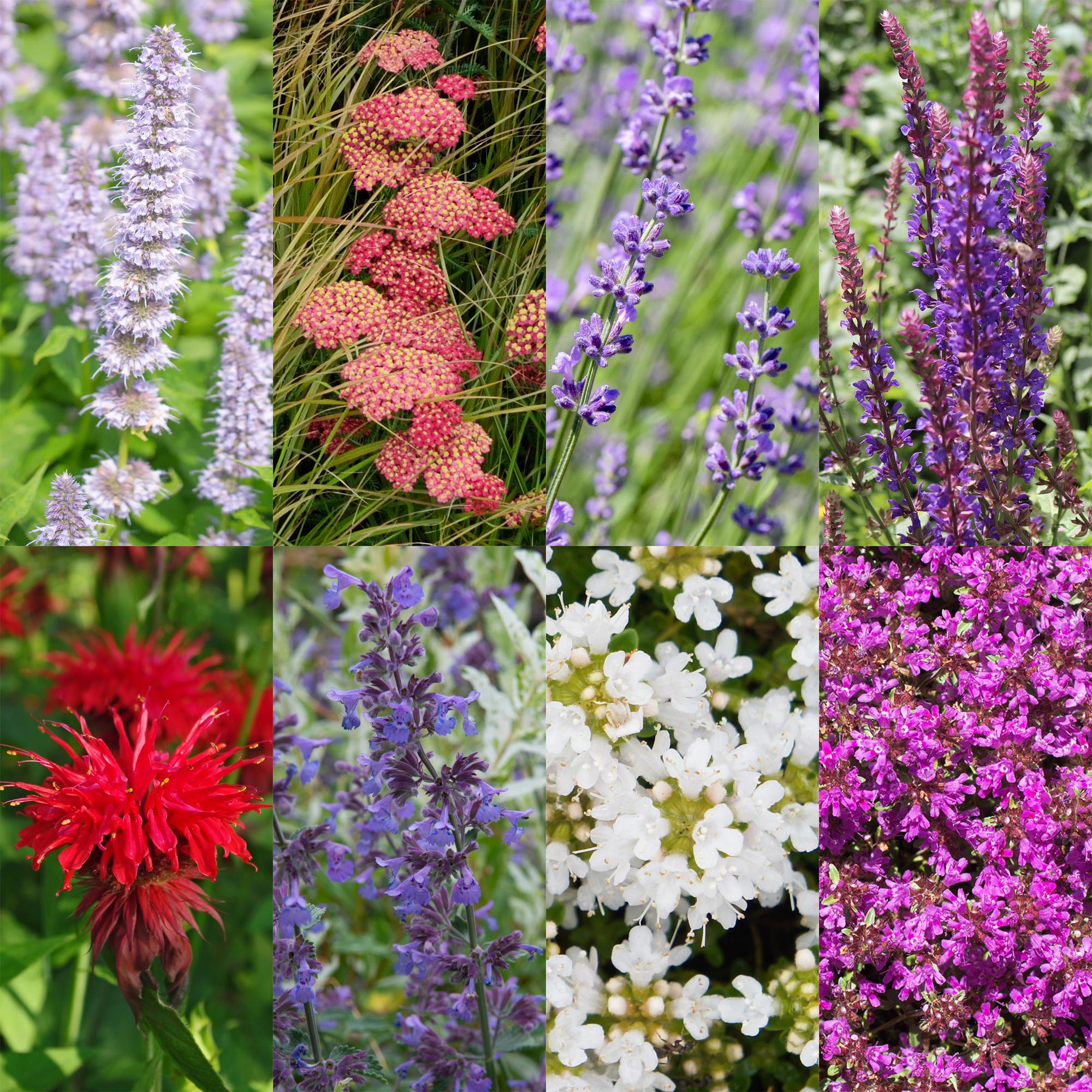 Staudenpaket – duftend – 8 Stauden – für ca. 1 m² – verschiedene Farben – pflegeleicht – 11 cm Topf - Green Guardia - Ihr Experte für Schädlinge und Pflanzen