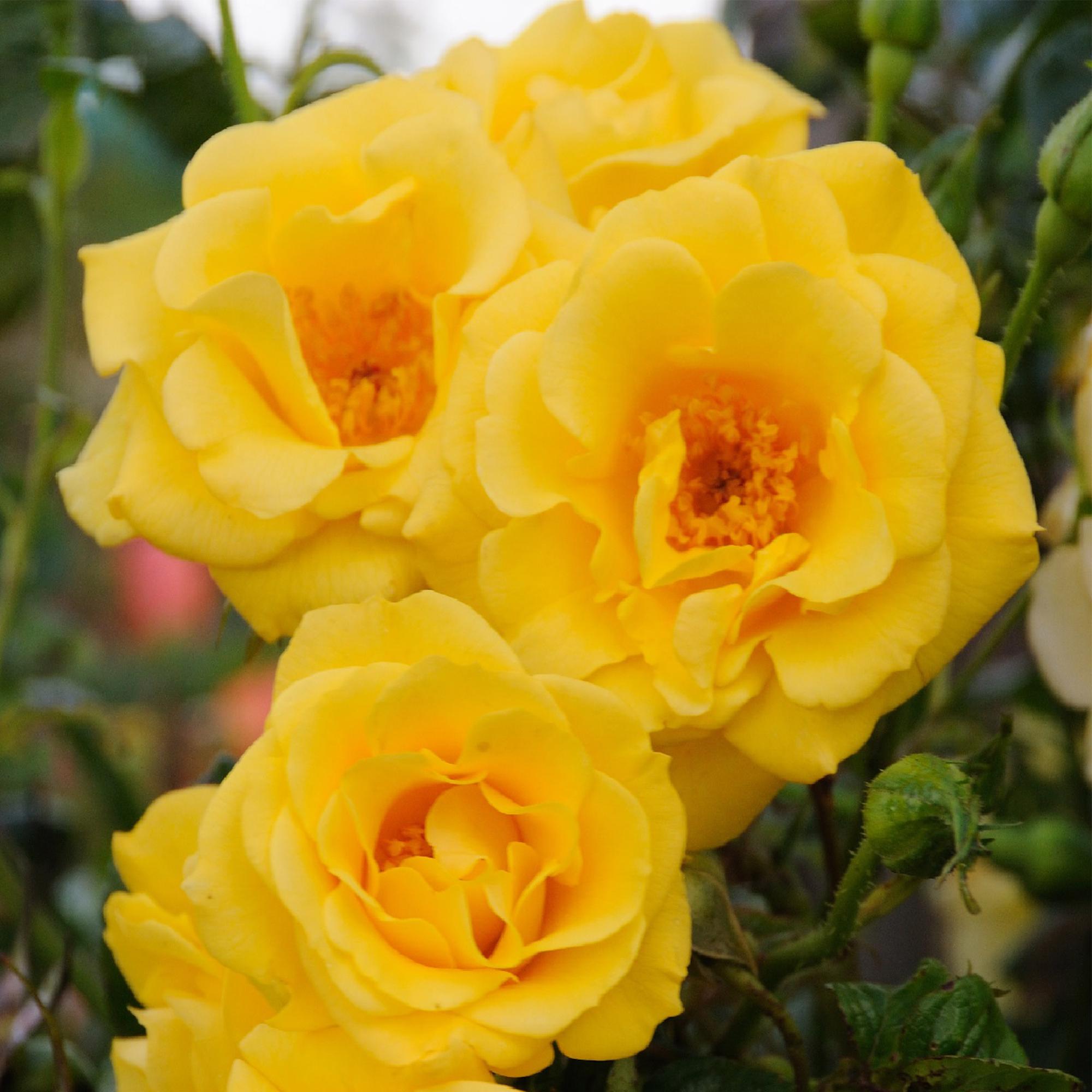 Climbing rose 'Spring Queen' – yellow flowers, easy to care for, 2 plants, 11 cm pot, 40 cm high