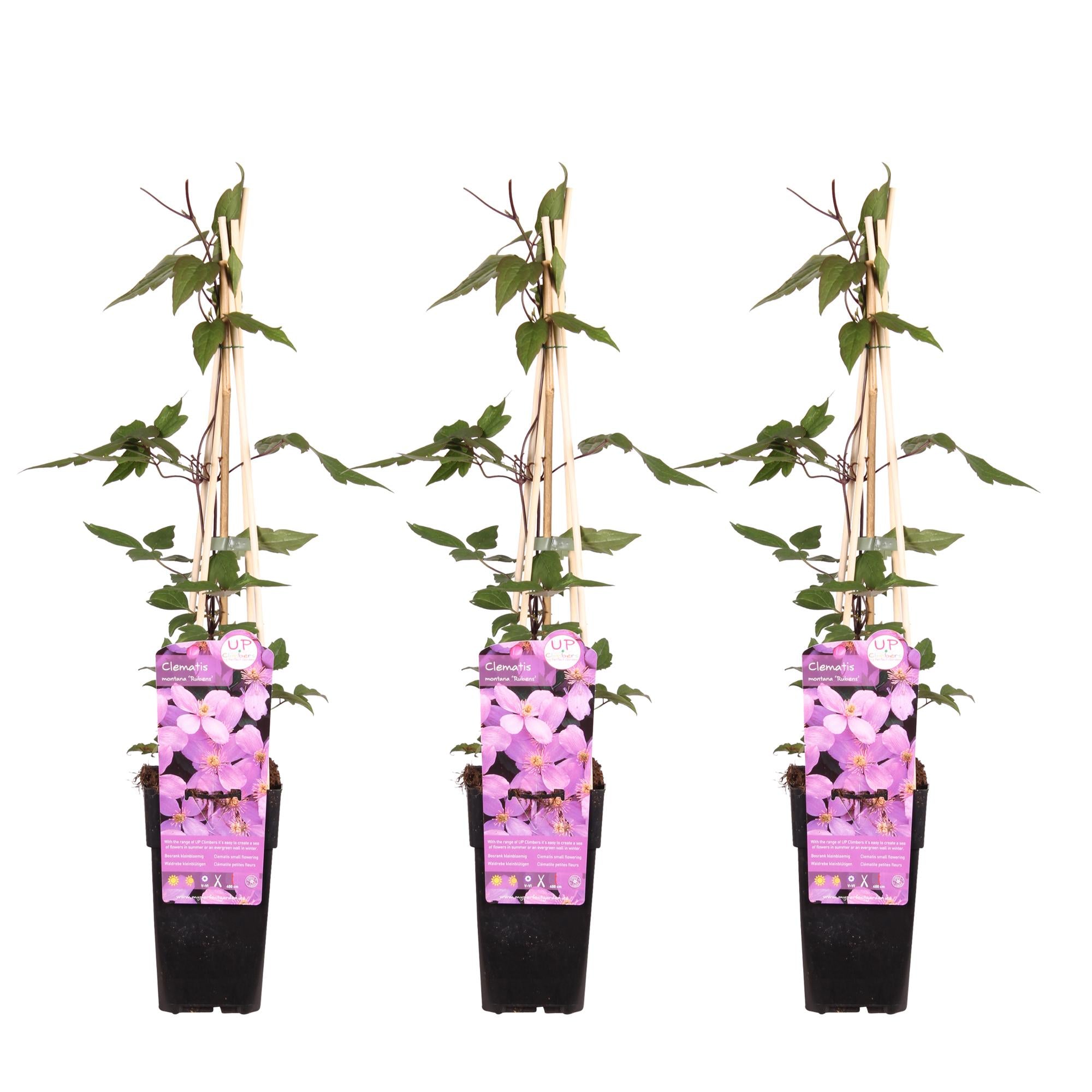 Clematis montana ‘var. rubens’ – robuste, frühblühende Kletterpflanze, 15 cm Topf, 65 cm hoch