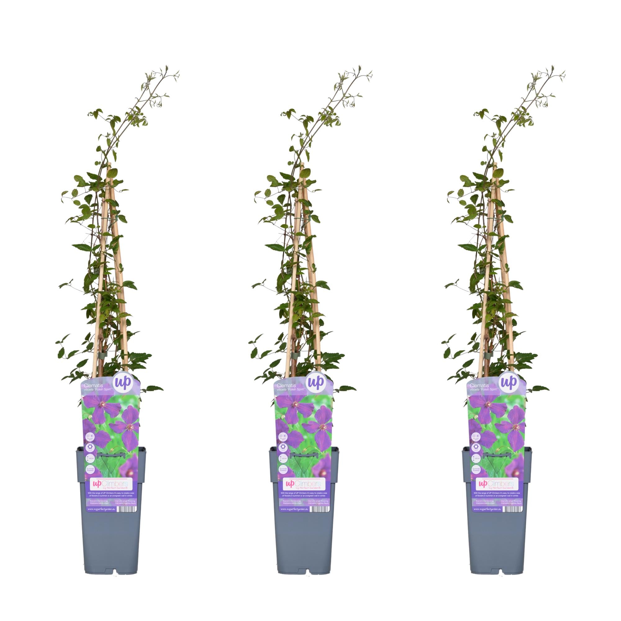 Clematis ‘Polish Spirit’ – kräftig wachsende Sommerblüherin, 15 cm Topf, 65 cm hoch