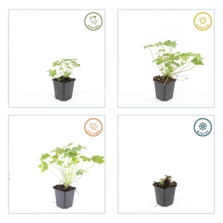 Geranium ‘Czakor’ – robuster Bodendecker, 9 cm Topf, 10–25 cm hoch