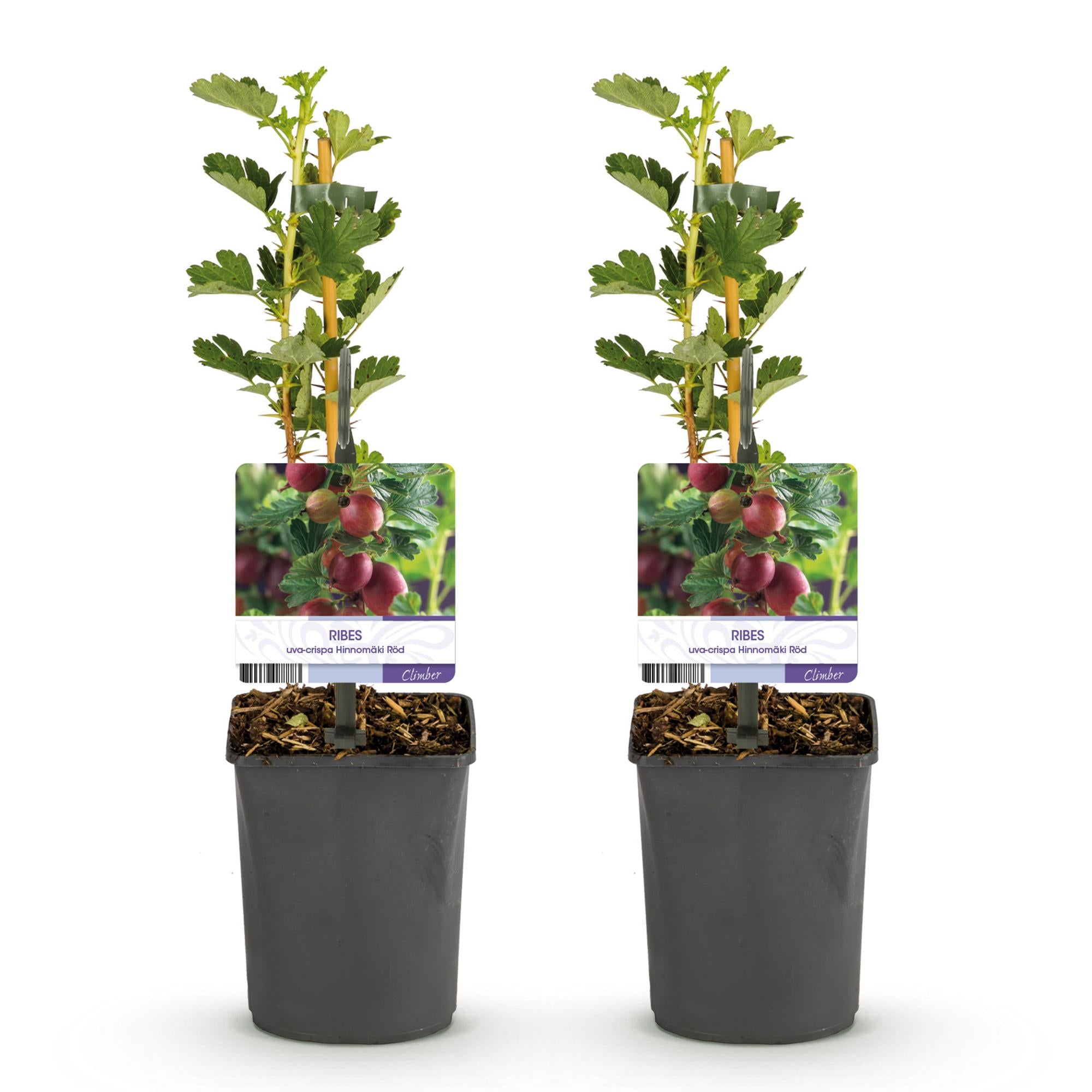 Groseille rouge « Hinnomäki Röd » –2 plants dans un pot de 11 cm (environ 40 cm) 