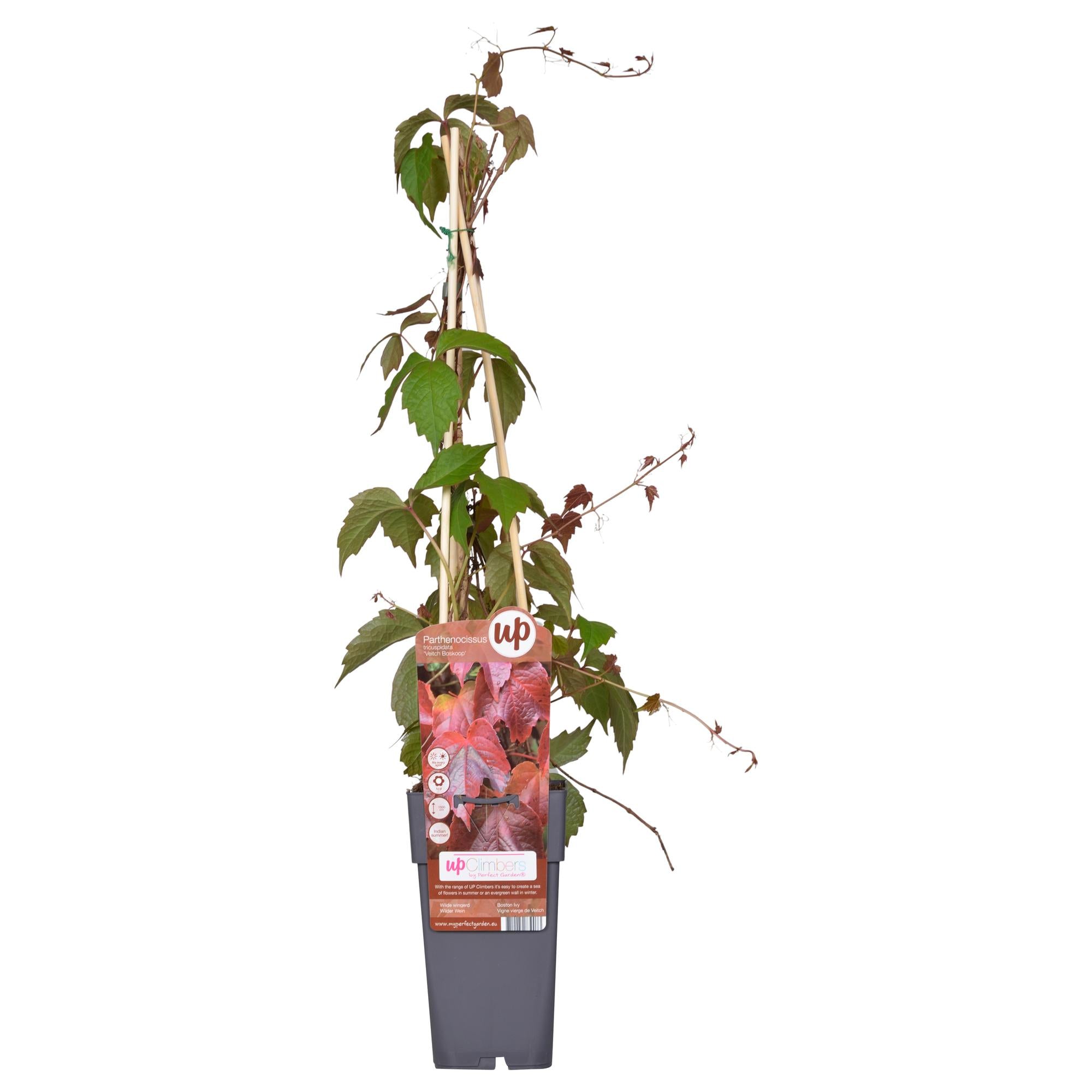 Wilder Wein ‘Veitch Boskoop’ – robuste Kletterpflanze, 15 cm Topf, 65 cm hoch
