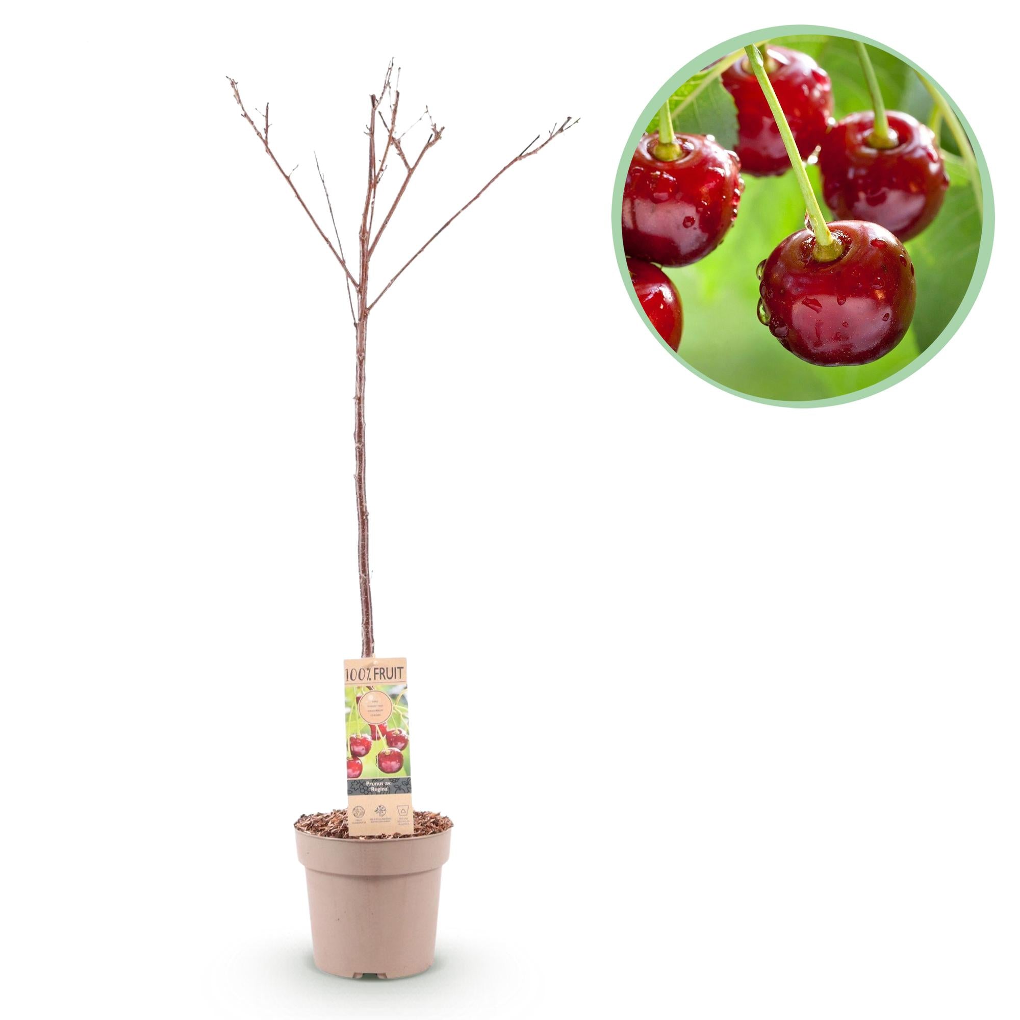 Obstpflanze Kirschbaum ‘Regina’ – rote Süßkirsche, Topf 21 cm, Höhe 90 cm