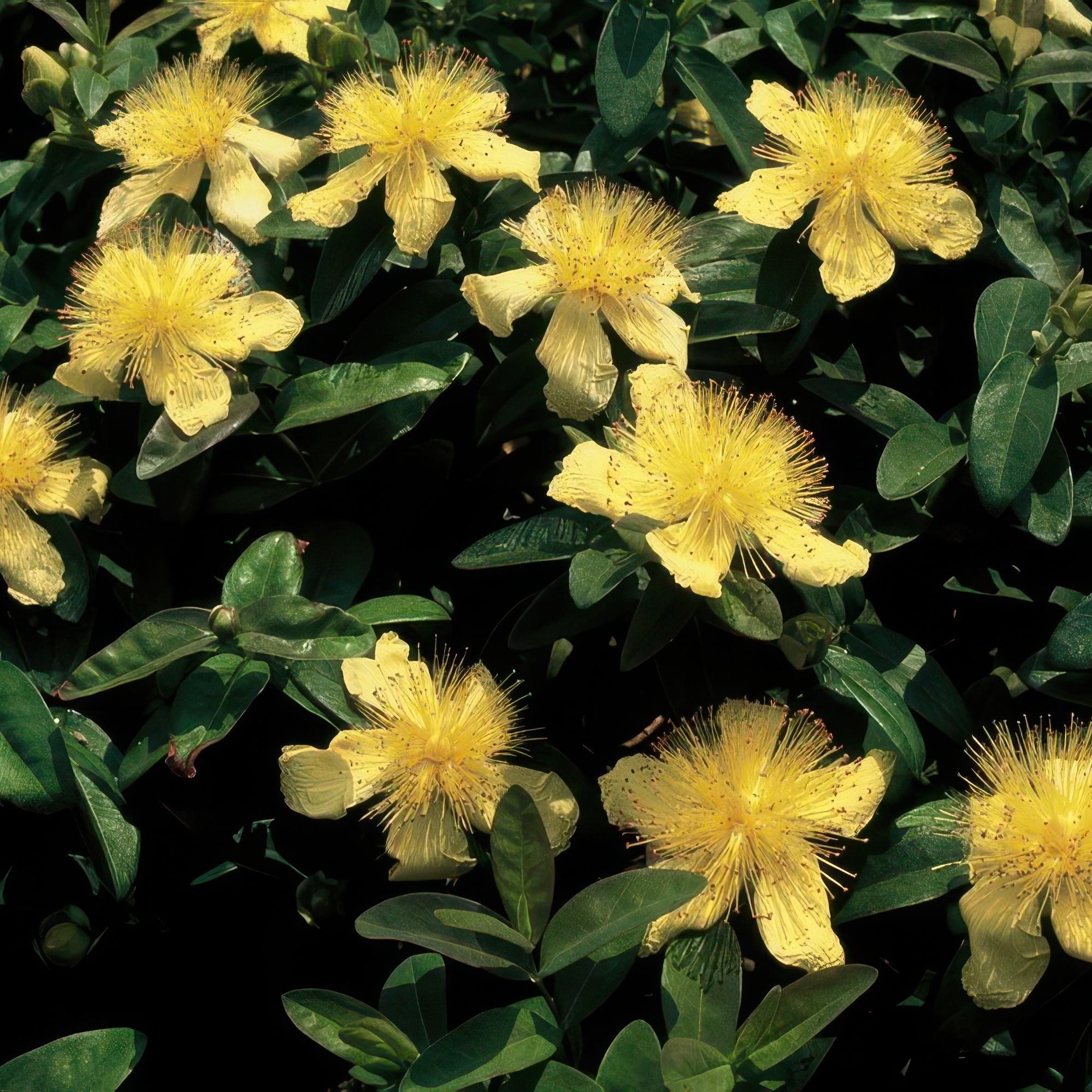 Teppich-Johanniskraut (Hypericum calycinum) – flach wachsend, 9 cm Topf, 10–25 cm