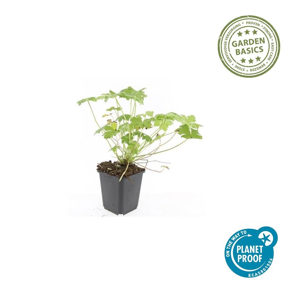 Geranium ‘Tiny Monster’ – kompakter Storchschnabel, 9 cm Topf, 10–25 cm