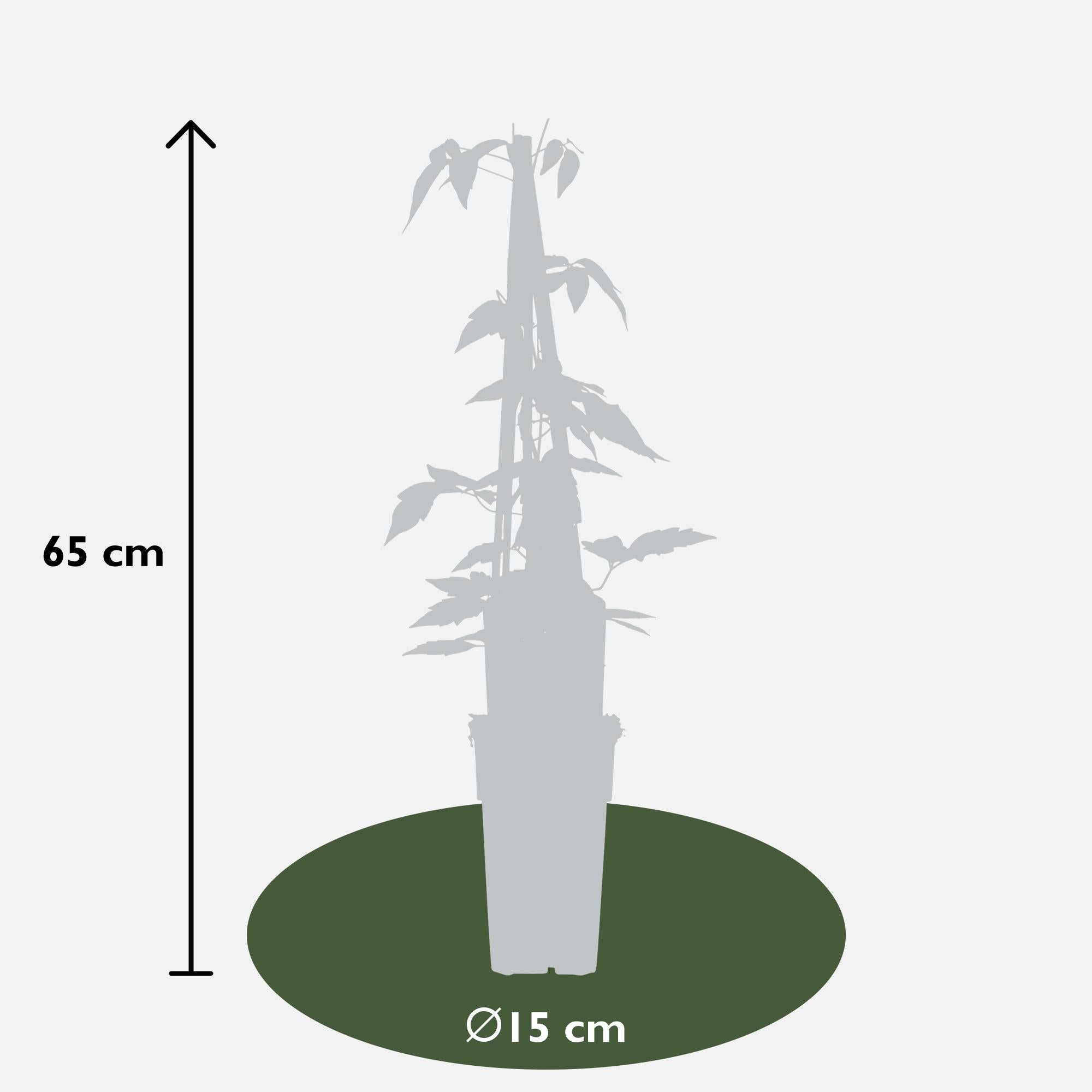 Clématite'Fragrant Spring' (Clematis montana) –fleurs rose pâle, pot de 15 cm, hauteur 65 cm