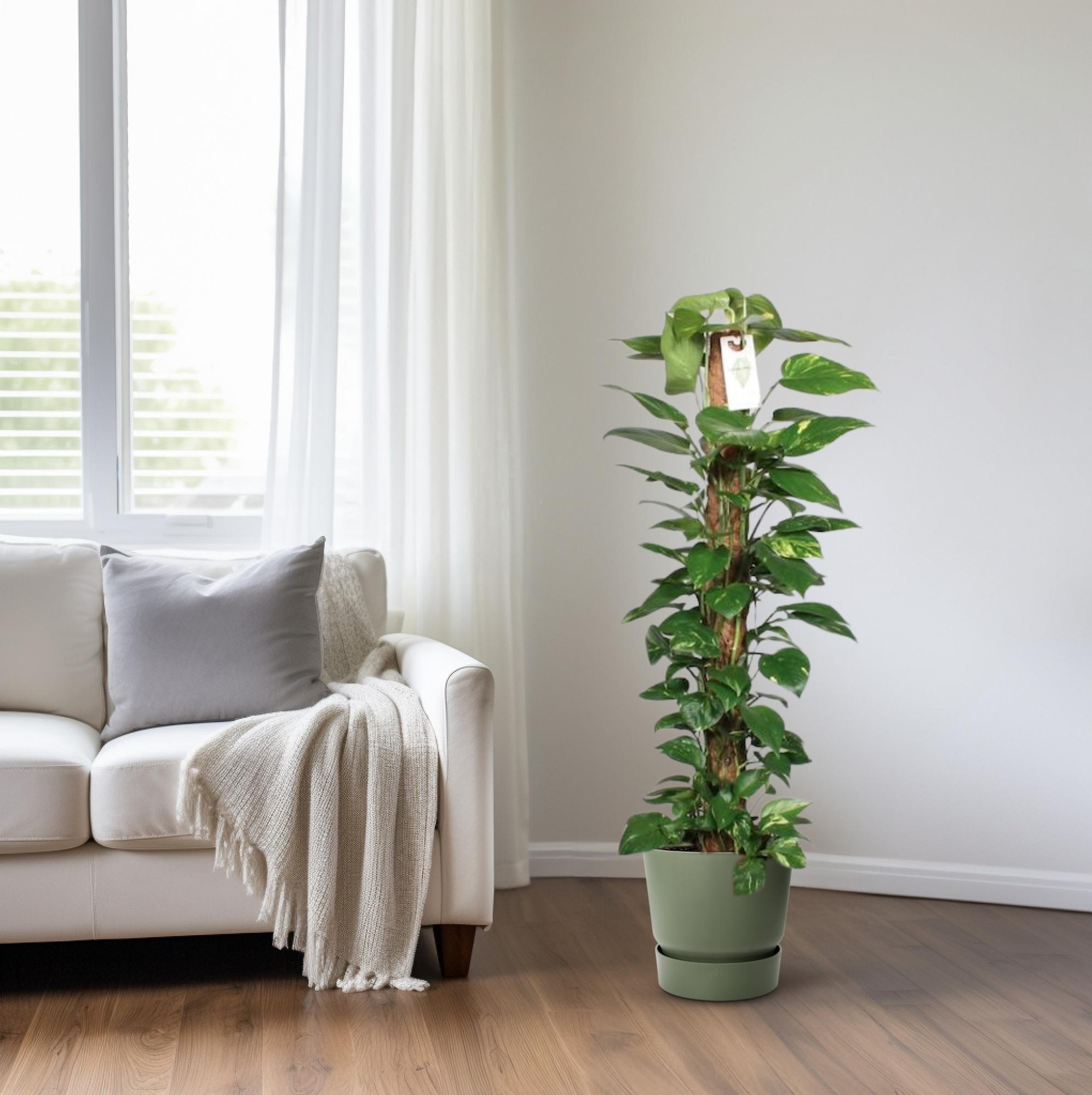 Epipremnum Pinnatum–Lierre sur tige de mousse–60-120 cm