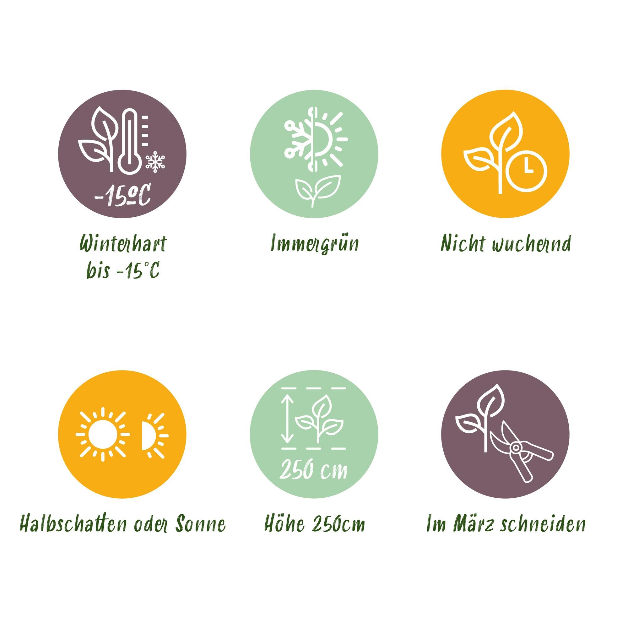 Fargesia ‘Red Dragon’ – Gartenbambus, immergrün & nicht ausbreitend - 14 cm Topf, 35 cm hoch