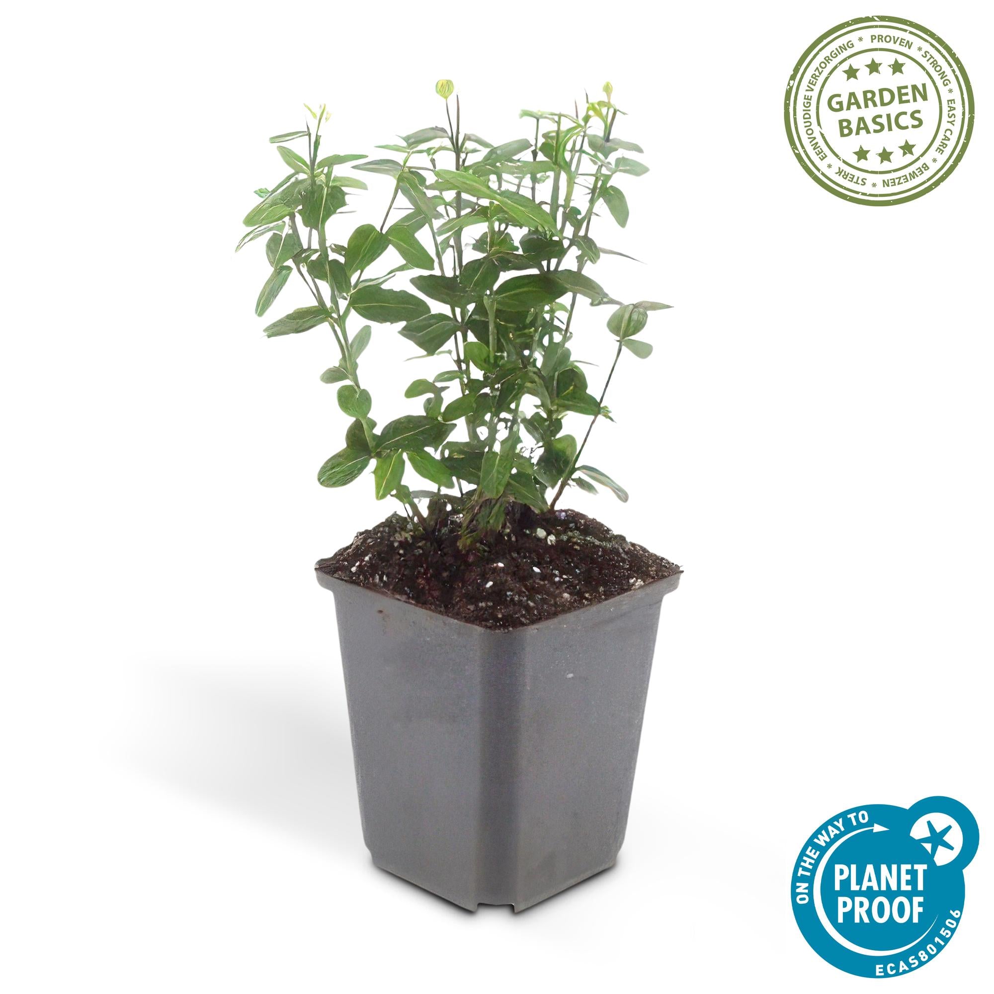 Spindelstrauch ‘Radicans’ – kompakte, immergrüne Sorte, 9 cm Topf, 10–25 cm Höhe