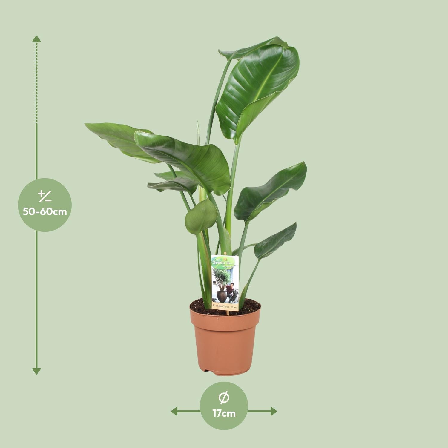 Strelitzia Nicolai – White Bird of Paradise Flower - 60-170 cm