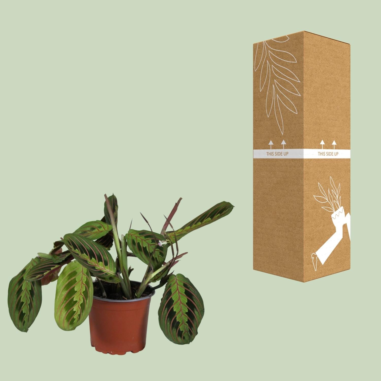 Maranta Leuconeura ‘Fascinator’ – Gebetspflanze - 12 cm Topf, 30 cm hoch