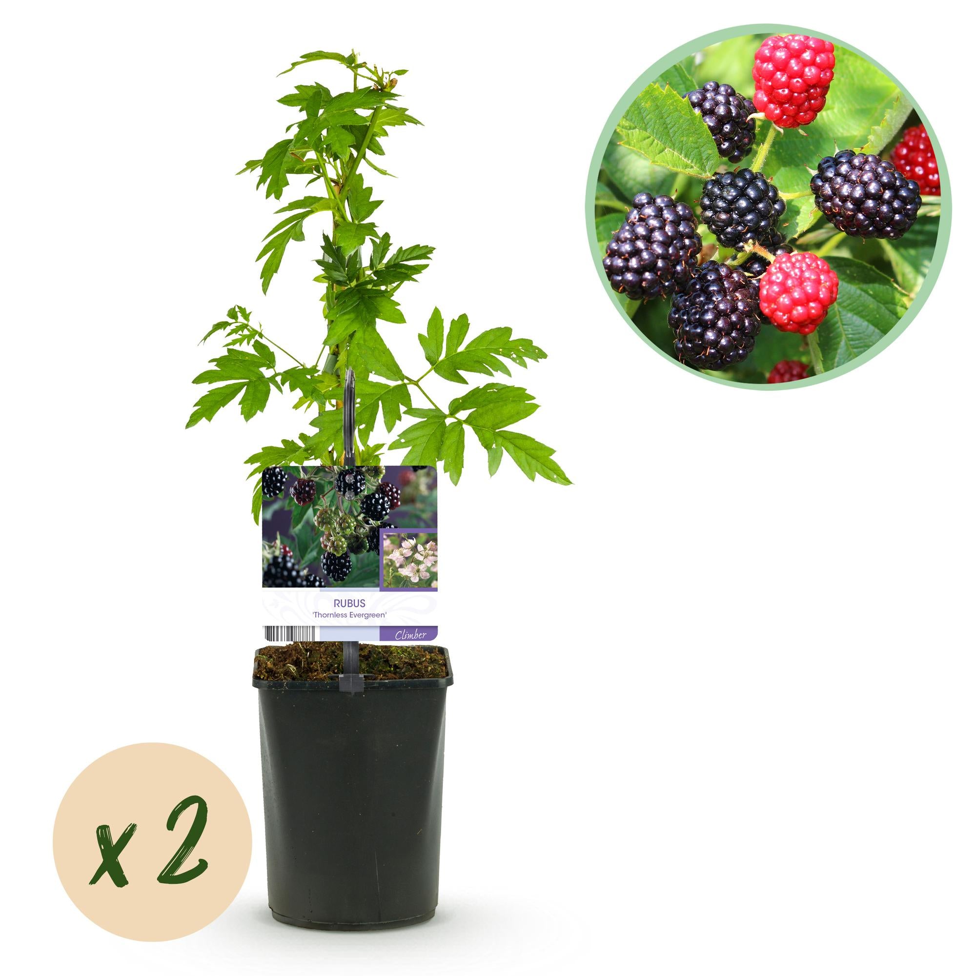 Thornless blackberry “Thornfree Evergreen” – 2 strong plants in an 11 cm pot (approx. 40 cm)