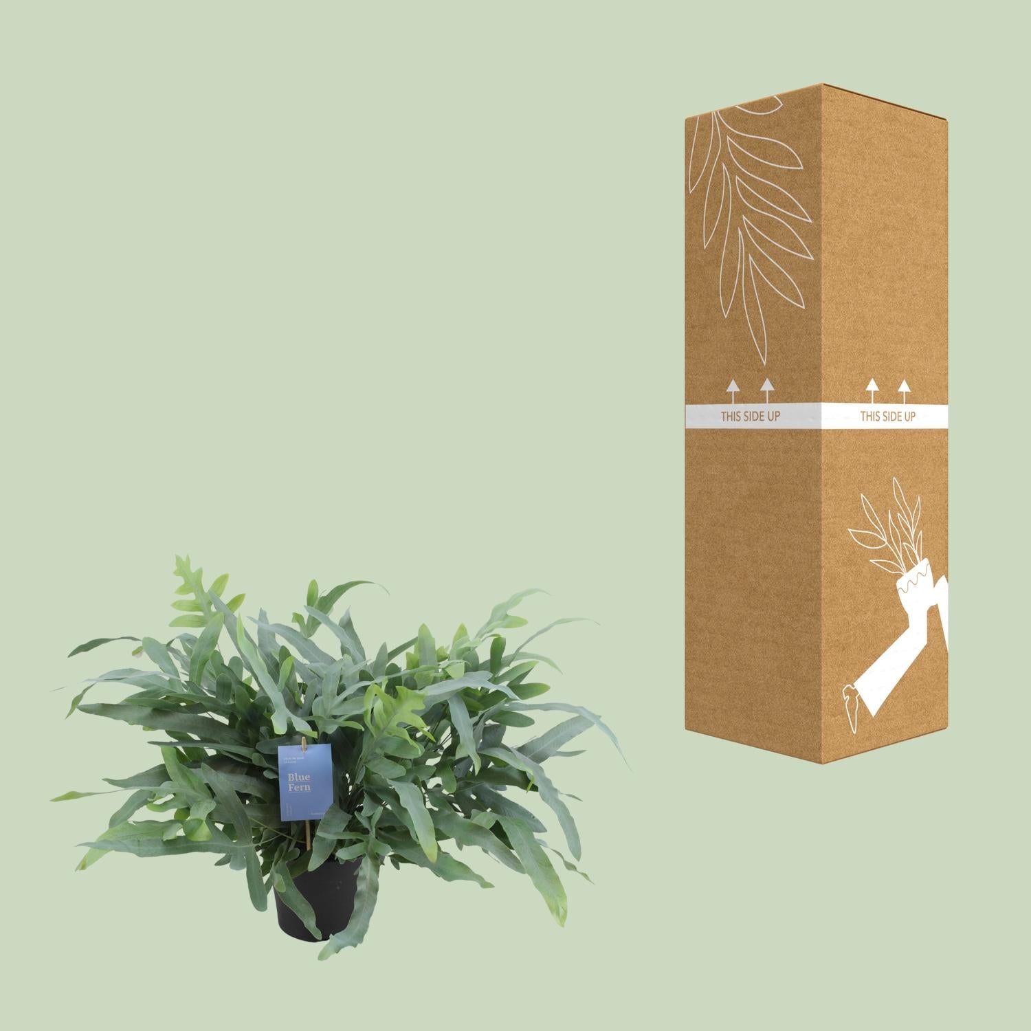 Phlebodium Aureum 'Blue Star' – Blue Fern - 17 cm pot, 50 cm tall