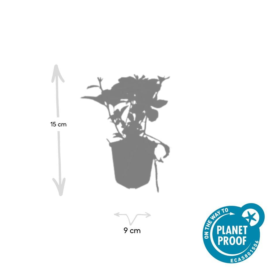 Pachysandra terminalis – immergrüner Bodendecker, 10–25 cm hoch