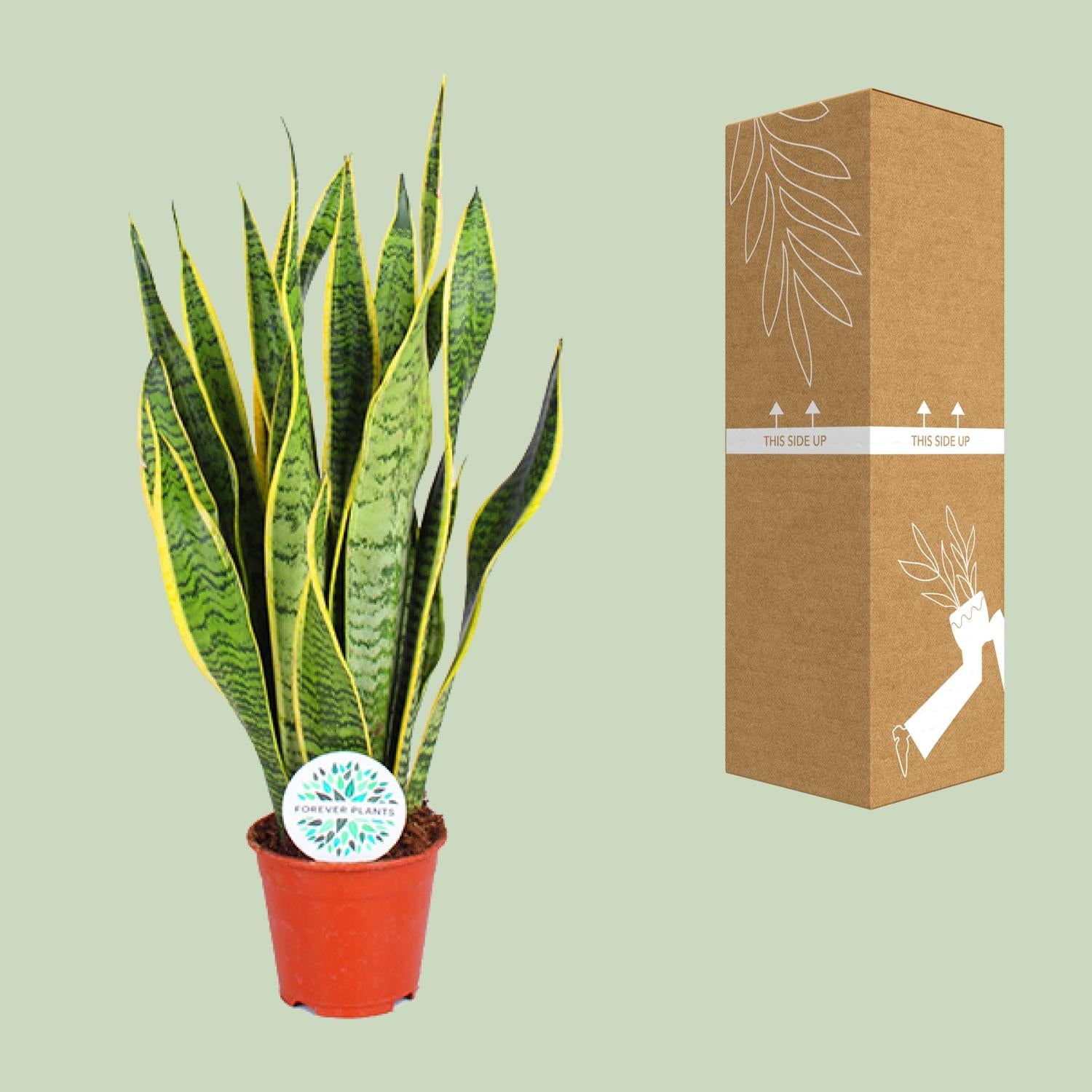 Sansevieria Trifasciata Laurentii–Chanvre à corde-40-84 cm
